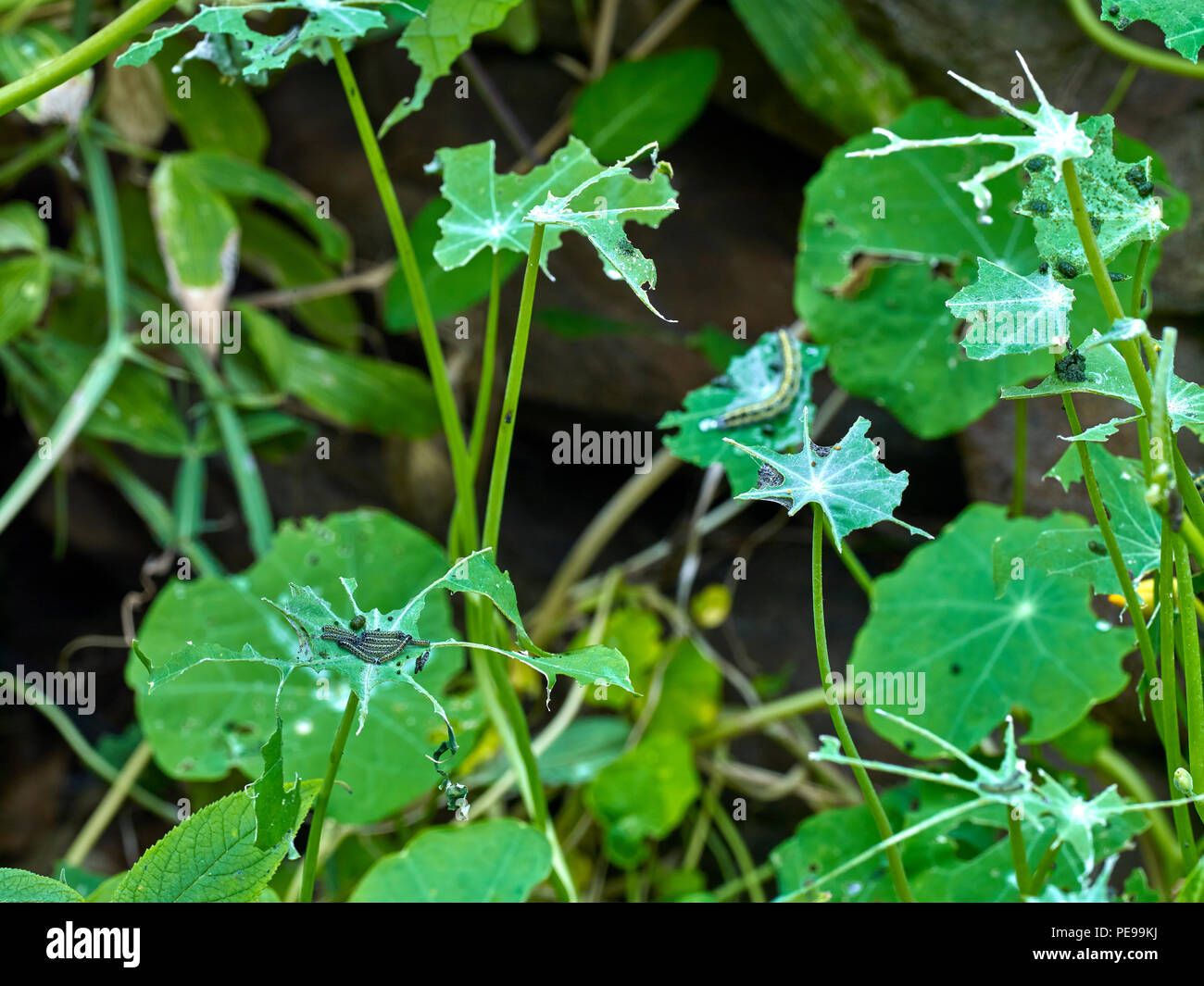 Devastato i Nasturzi foglie di cavolo bianco alimentazione catterpillars a Laurel Cottage. Problemi. gardenin (fase uno. P45+ con120mm e 55mm tubo) Foto Stock