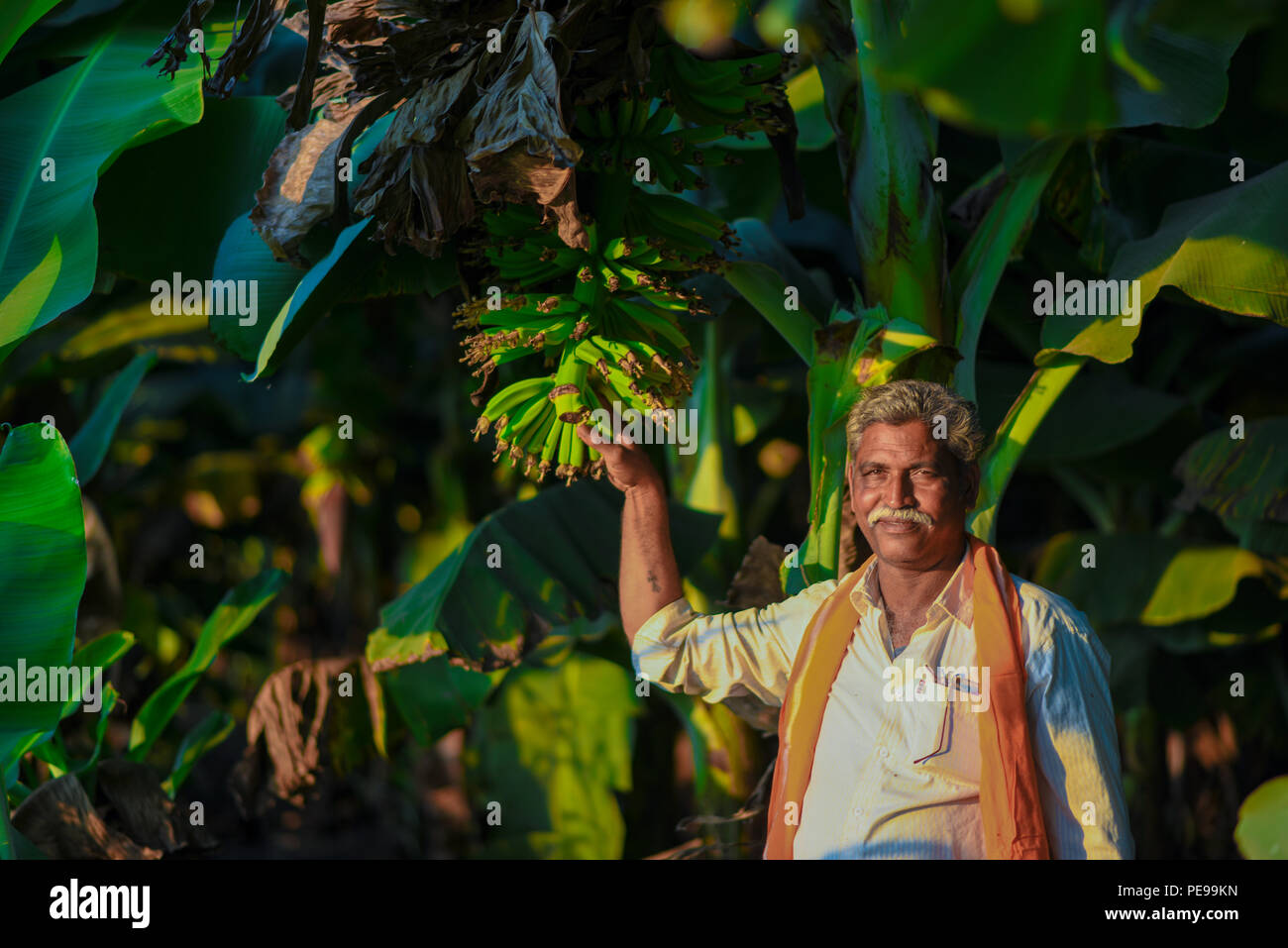 L'agricoltore indiano in fattoria a banana Foto Stock