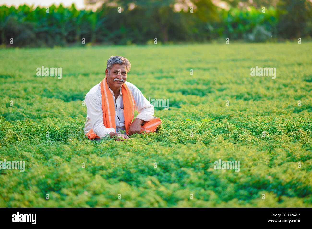 L'agricoltore indiano al campo di ceci Foto Stock