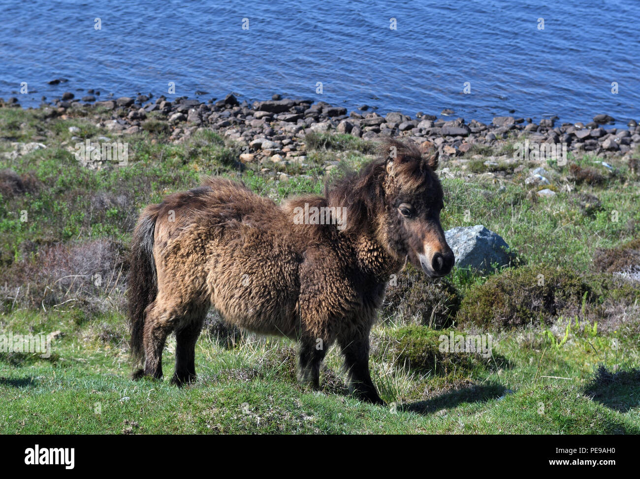 Pony selvatici;loch skipport;sgiopoirt;sud uist;Scozia Foto Stock