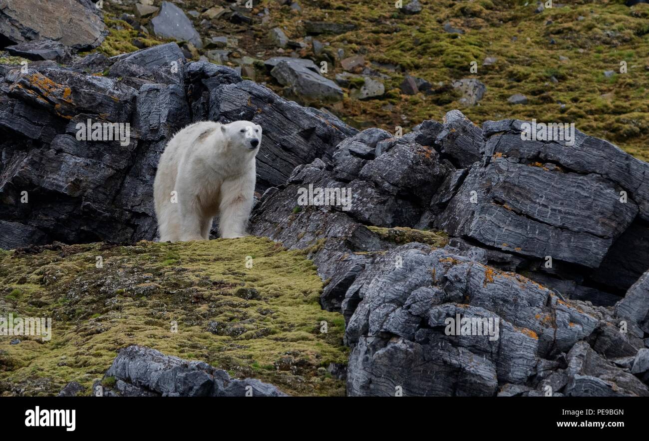 Wild orso polare Svalvard in Norvegia, essi sono ora intrappolati sulla liffs e rocce fino a che il ghiaccio ritorna in inverno e si può quindi viaggiare per l'alimentazione. Foto Stock