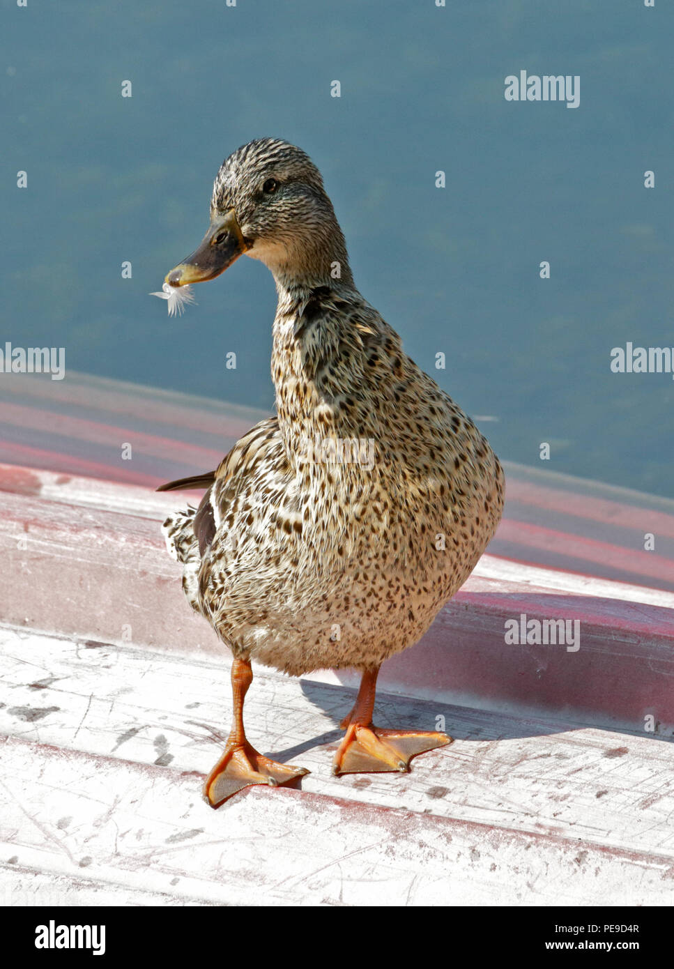 Mallard Duck femmina (Anas platyrhynchos) permanente sulla barca capovolta, lago d Idro, Italia Foto Stock