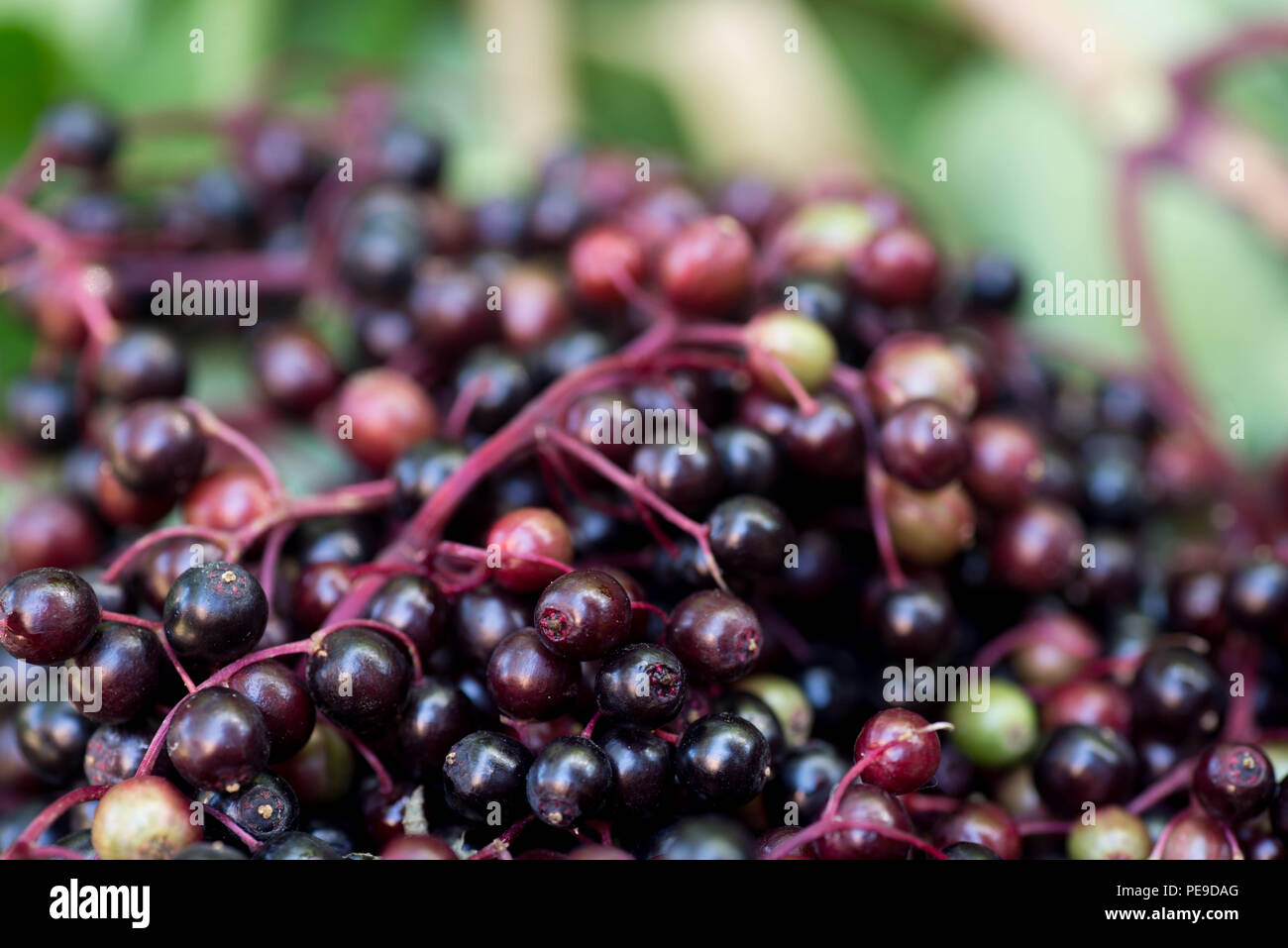 Mature di bacche di sambuco macro messa a fuoco selettiva Foto Stock