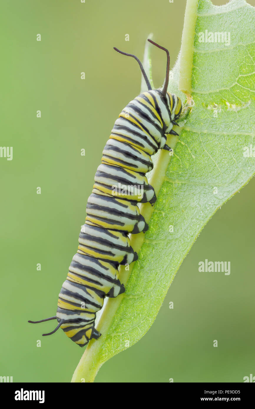 Una farfalla monarca (Danaus Plexippus) caterpillar (larva) quinto feed instar su un impianto Milkweed foglia. Foto Stock