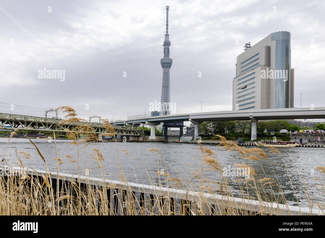 Edifici iconici come visto dal Parco Sumida, attraverso il Fiume Sumida. Tali edifici sono Asahi HQ e Torre del quartiere Sumida Office e Tokyo Skytree. Foto Stock