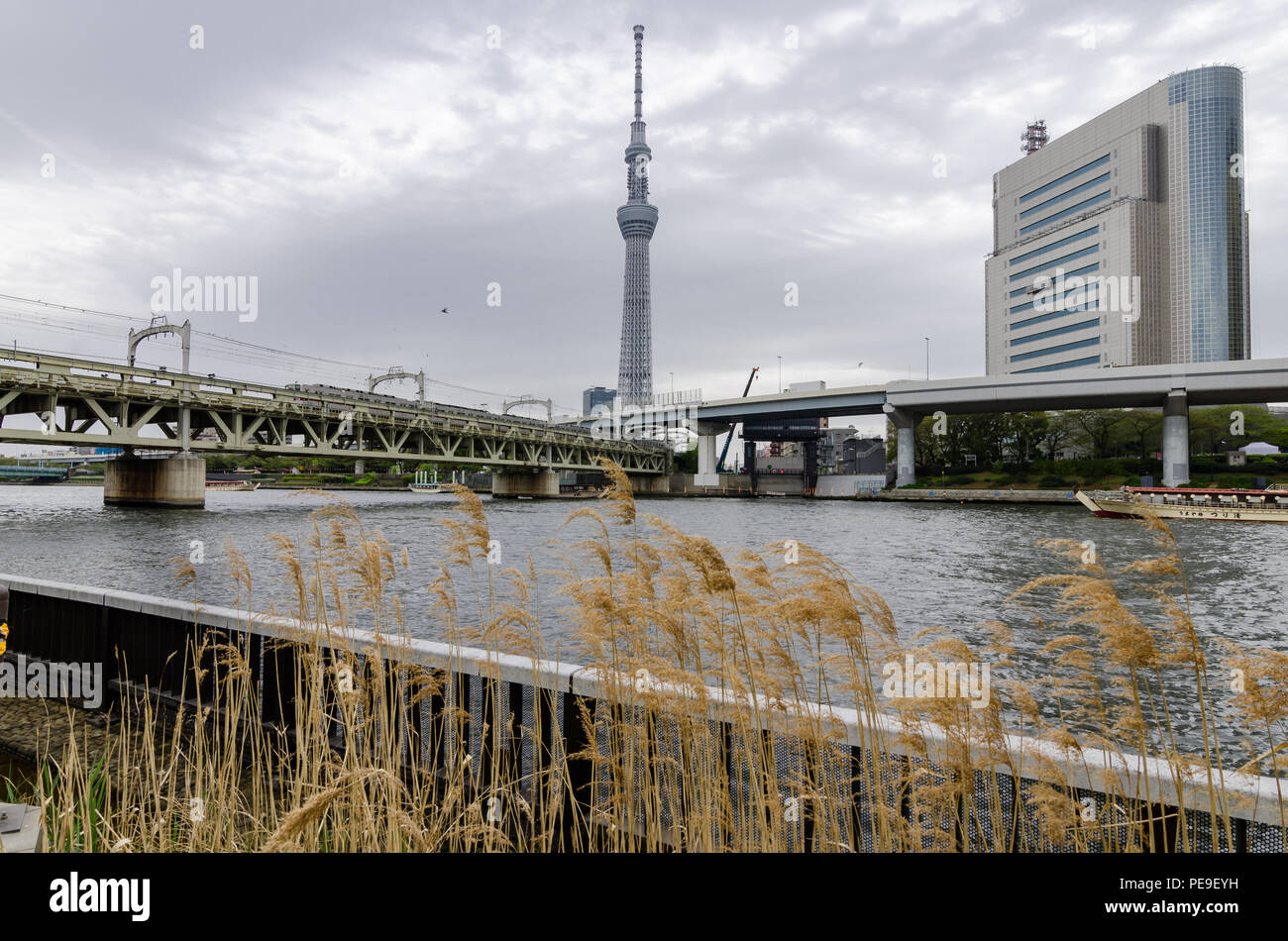 Edifici iconici come visto dal Parco Sumida, attraverso il Fiume Sumida. Tali edifici sono Asahi HQ e Torre del quartiere Sumida Office e Tokyo Skytree. Foto Stock