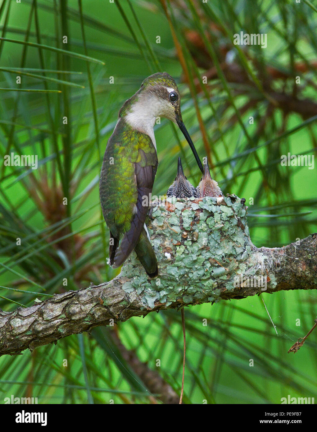 Ruby-throated Hummingbird alimentazione dei giovani nel nido Foto Stock