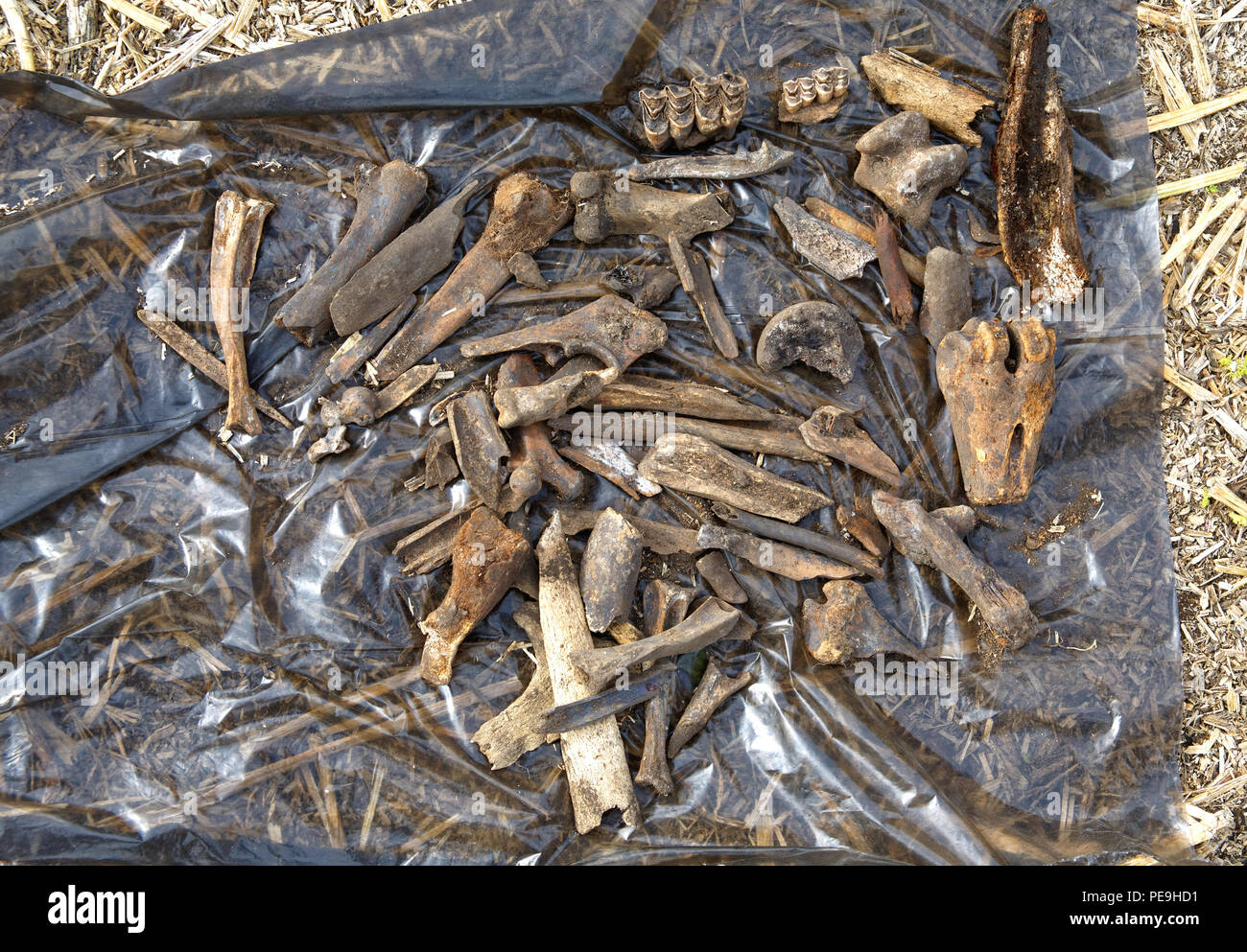 Reperti archeologici estratta dal suolo di cui fuori ad asciugare. Le ossa di vari animali medievale trovato sull'habitat di persone in Siberia Foto Stock