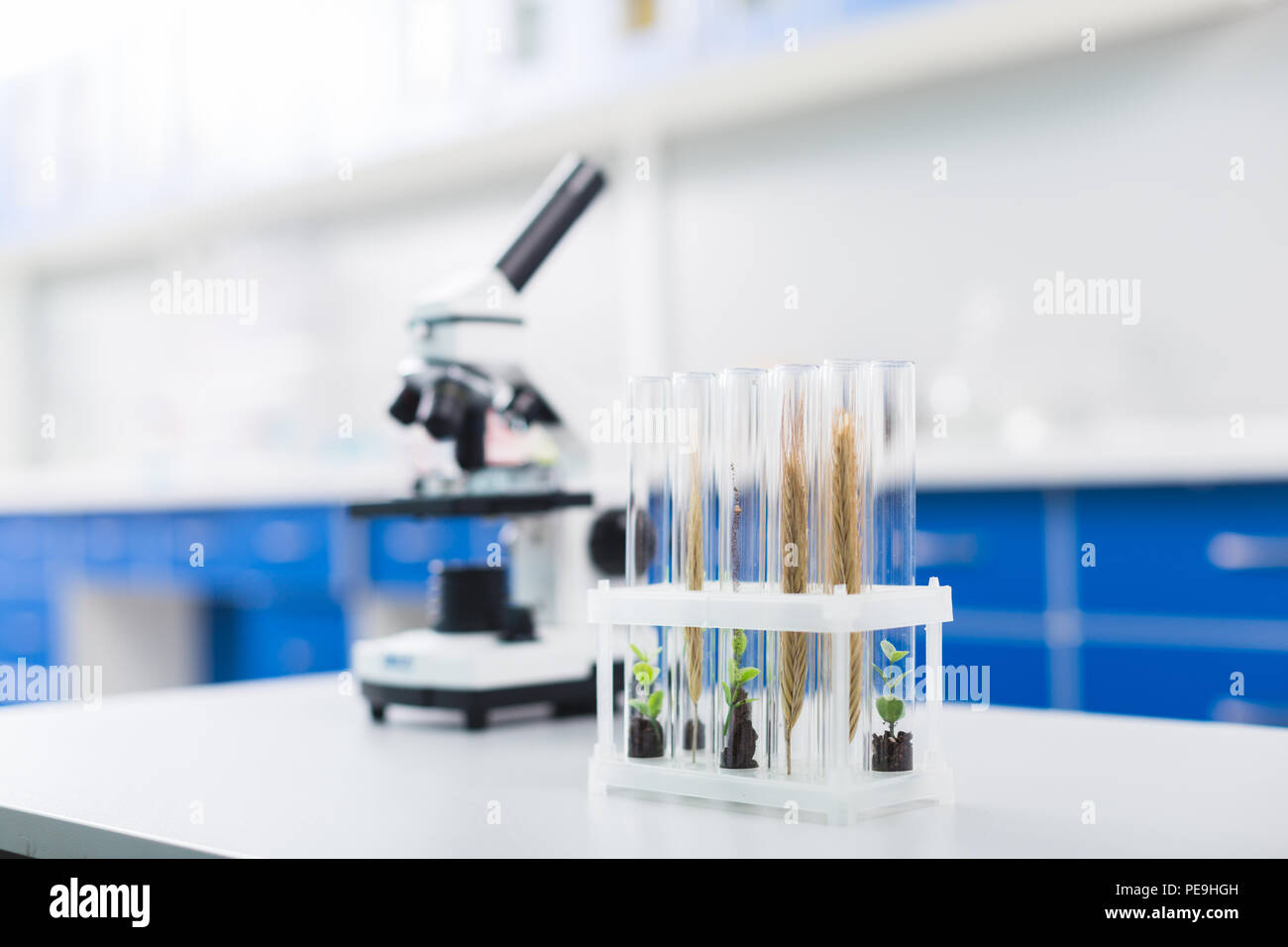 Importante esperimento. Piccoli campioni biologici in crescita in fiale mentre nella localizzazione di stand e mettendo sulla superficie bianca sul tavolo Foto Stock