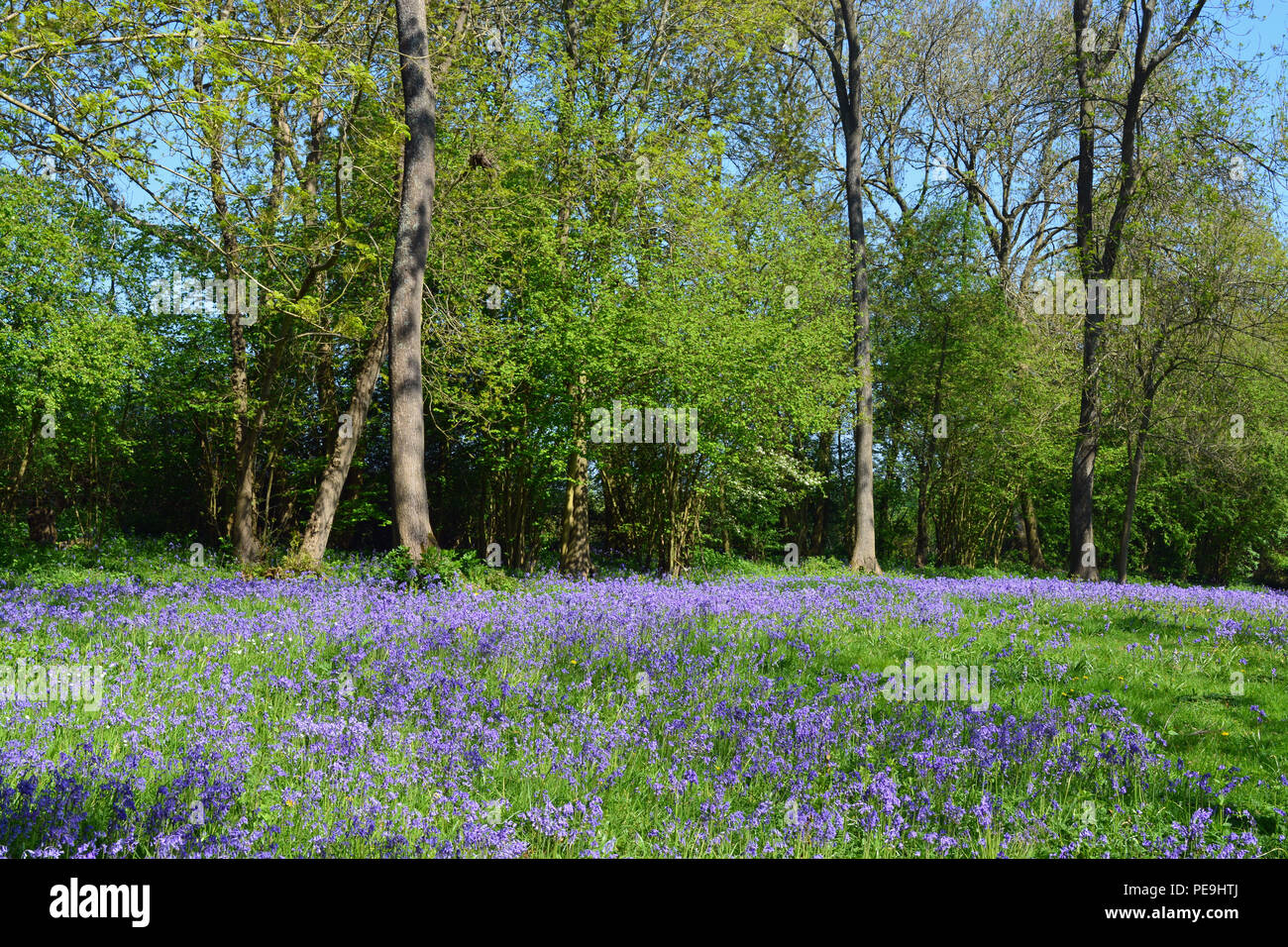 Bluebell boschi, Bredgar, Kent Foto Stock