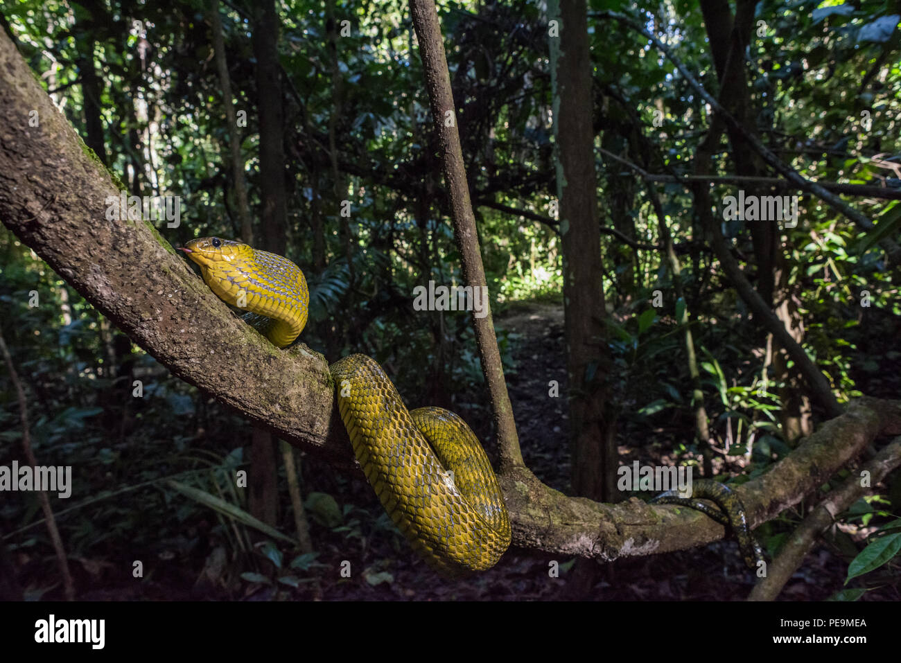 Puffing snake (Pseustes sulfurei) Foto Stock