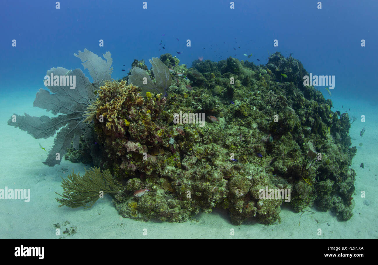 Un esempio di corallo sani in un reef inaccessable a riva ha lanciato subacquei ricreativi off la costa della Baia di Guantanamo, Cuba, nov. 23, 2015. (U.S. Navy combattere la foto della telecamera tramite la comunicazione di massa Specialist 1a classe Charles E. Bianco/RILASCIATO) Foto Stock