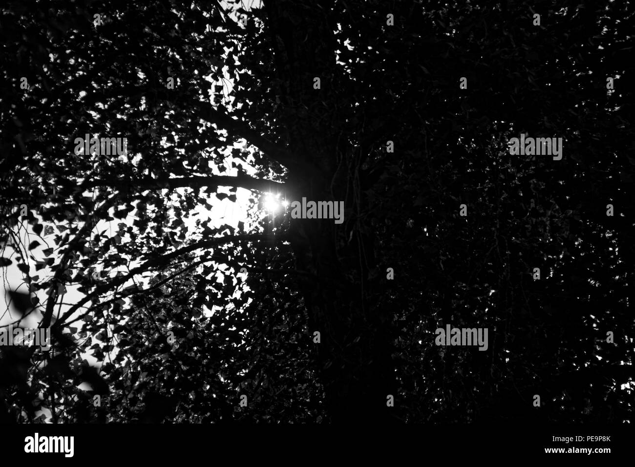 Luce solare monocromatica in foglie di albero, luminosa sunbeam, natura legno verde della luce del sole sfondi Foto Stock