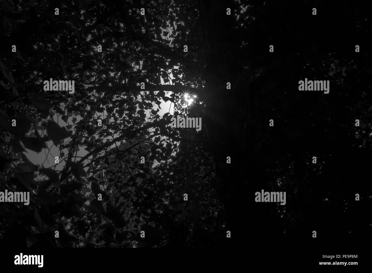 Luce solare monocromatica in foglie di albero, luminosa sunbeam, natura legno verde della luce del sole sfondi Foto Stock