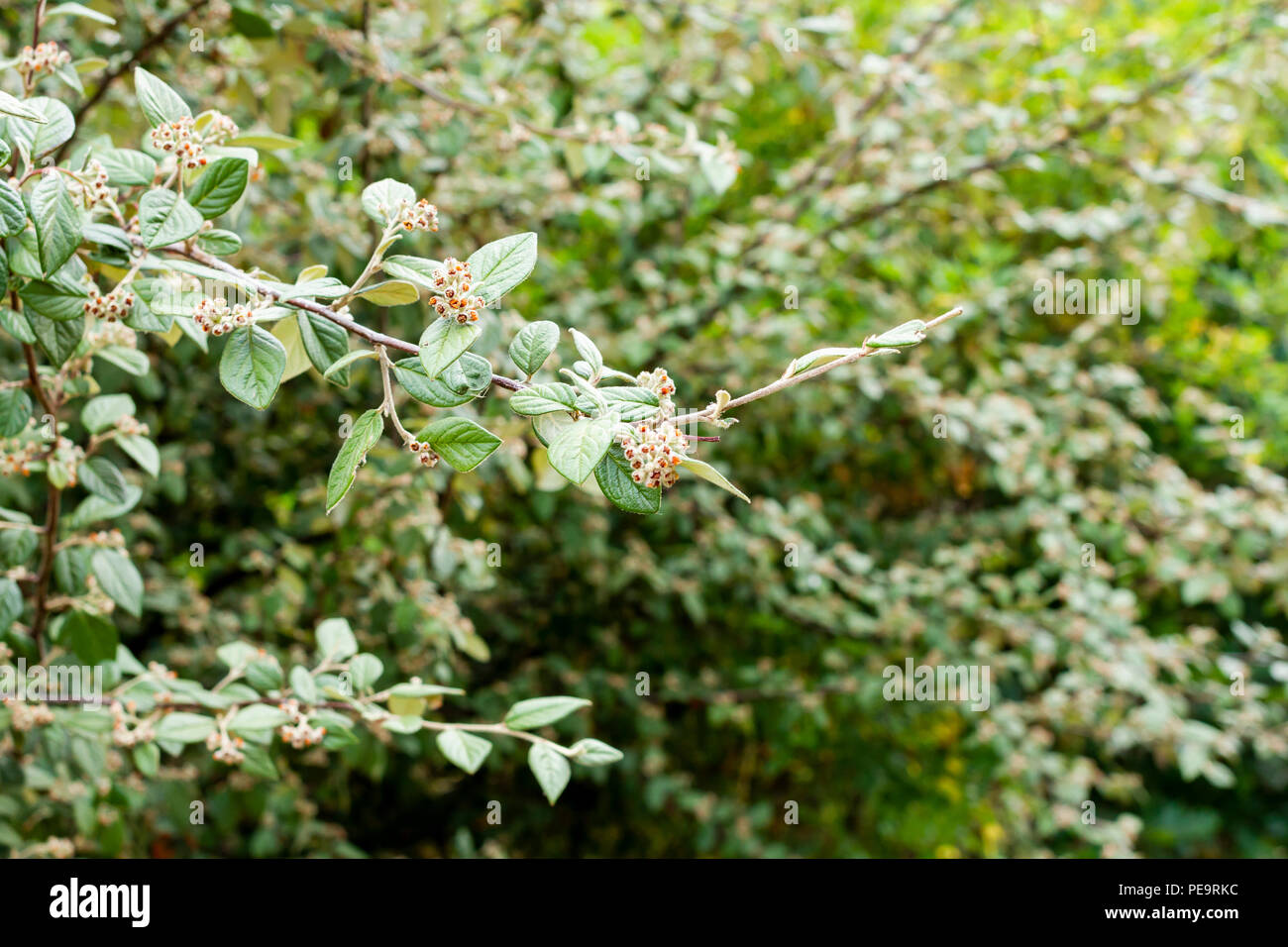 Cotoneaster Hybridus Pendulus albero nella stagione estiva, Dorset, Regno Unito Foto Stock