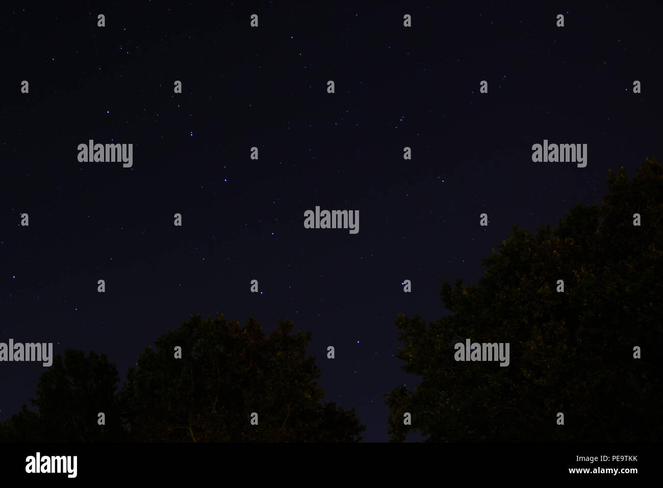 Orsa Maggiore o big dipper constellation rising sopra gli alberi di notte. Foto Stock