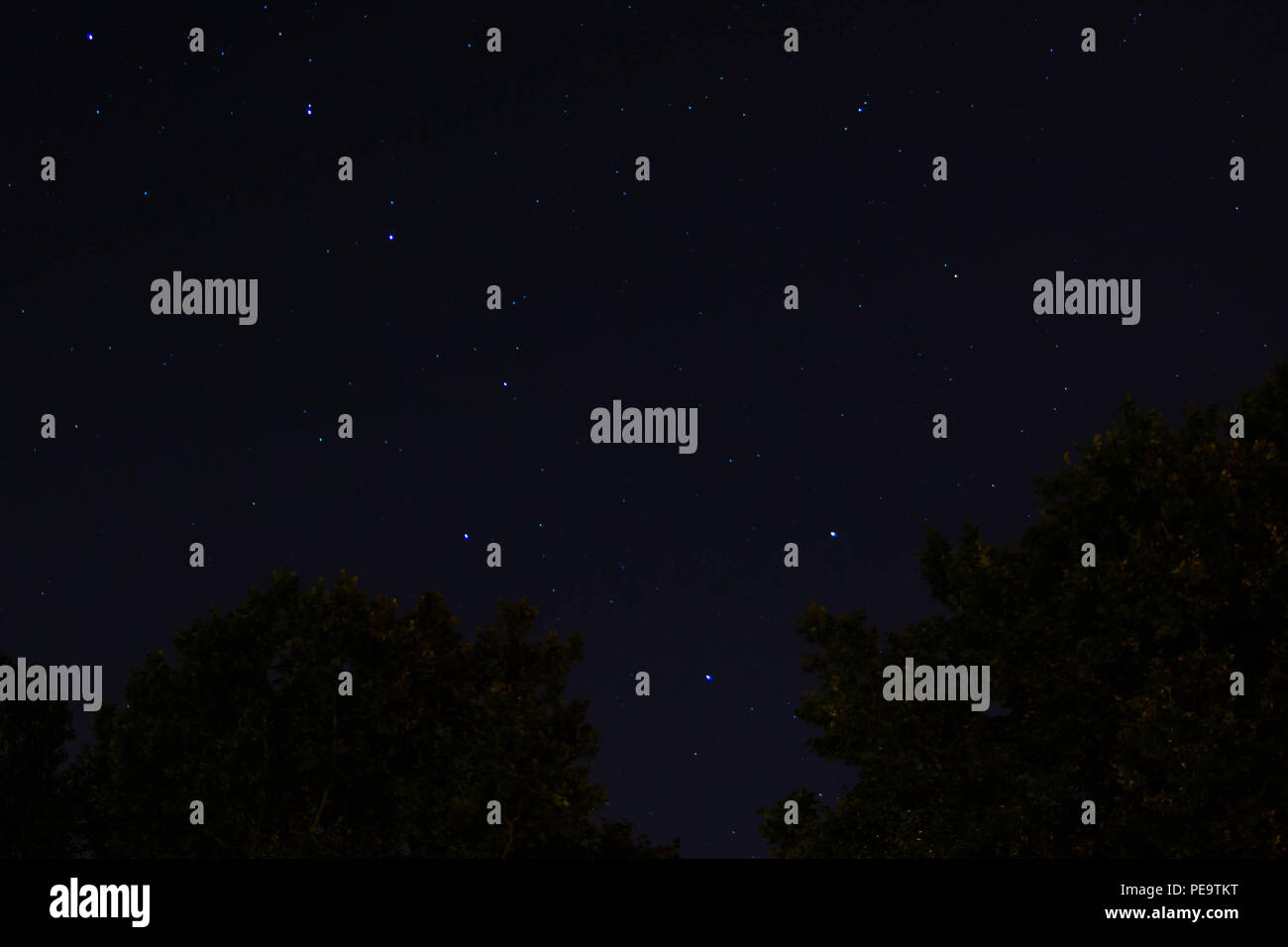 Orsa Maggiore o big dipper constellation rising sopra gli alberi di notte. Foto Stock