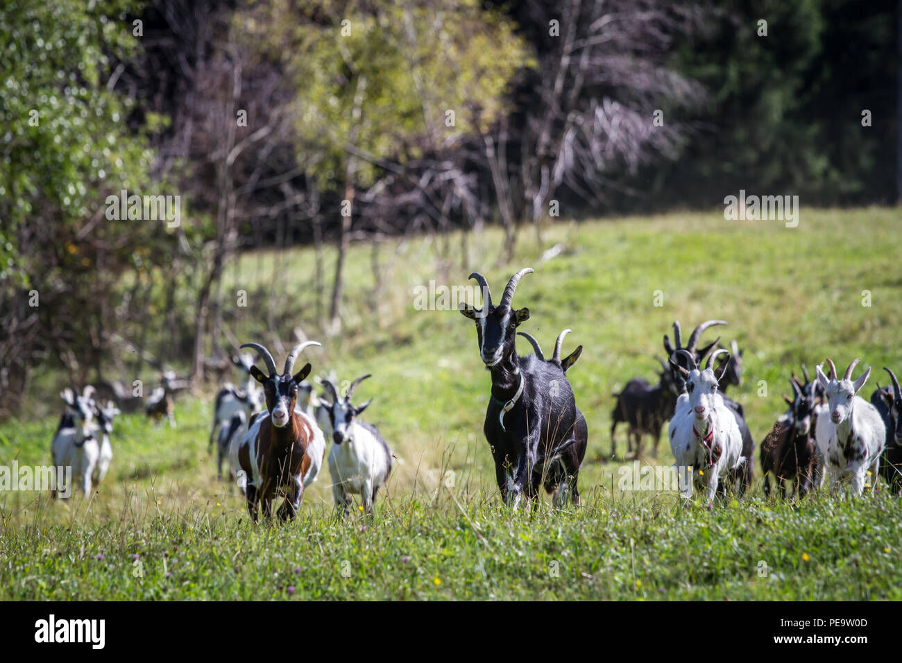 Capre di montagna (Capra aegagrus hircus) Foto Stock