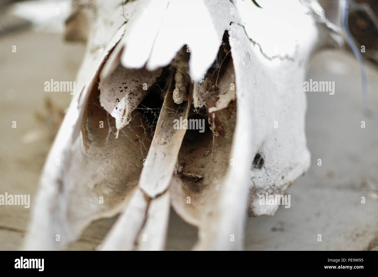 Spider Web in un cranio di pecora Foto Stock