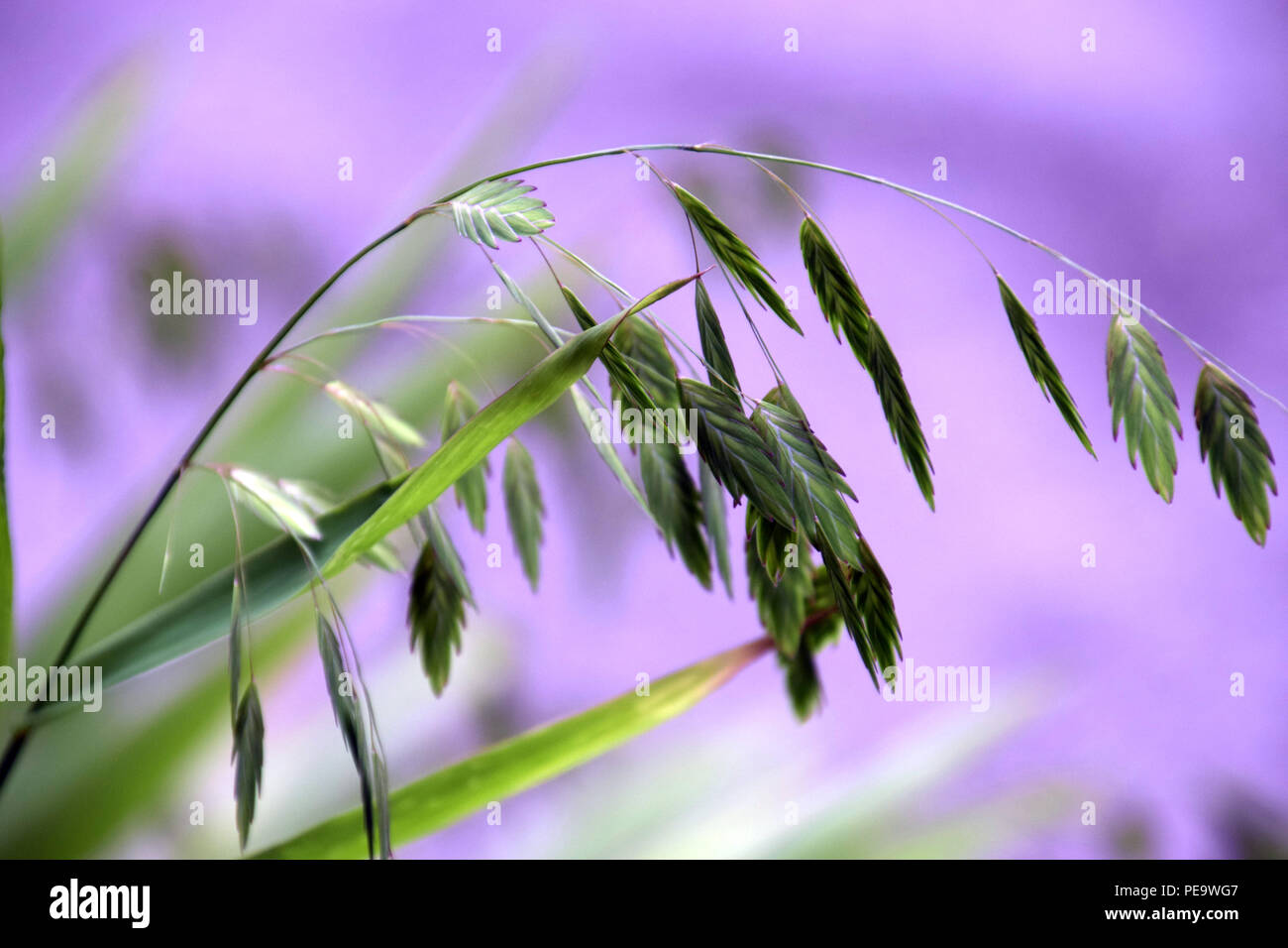 Fiume avena erba di fronte viola-colore di sfondo estremamente contrario guardare, fioritura Chasmanthium latifolium noto come woodoats, Inland Sea Avena, Foto Stock