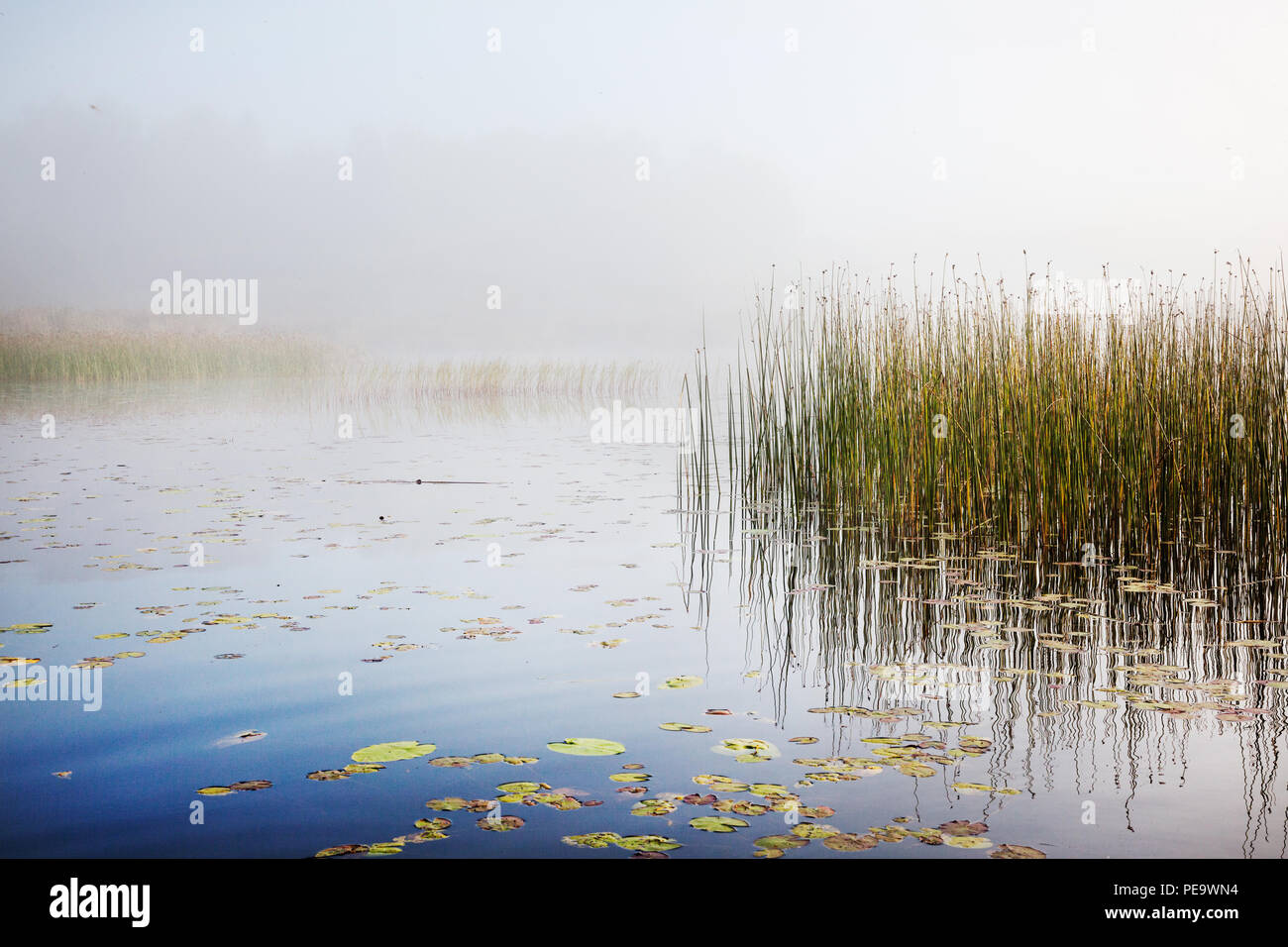 La nebbia in un lago all'alba Foto Stock