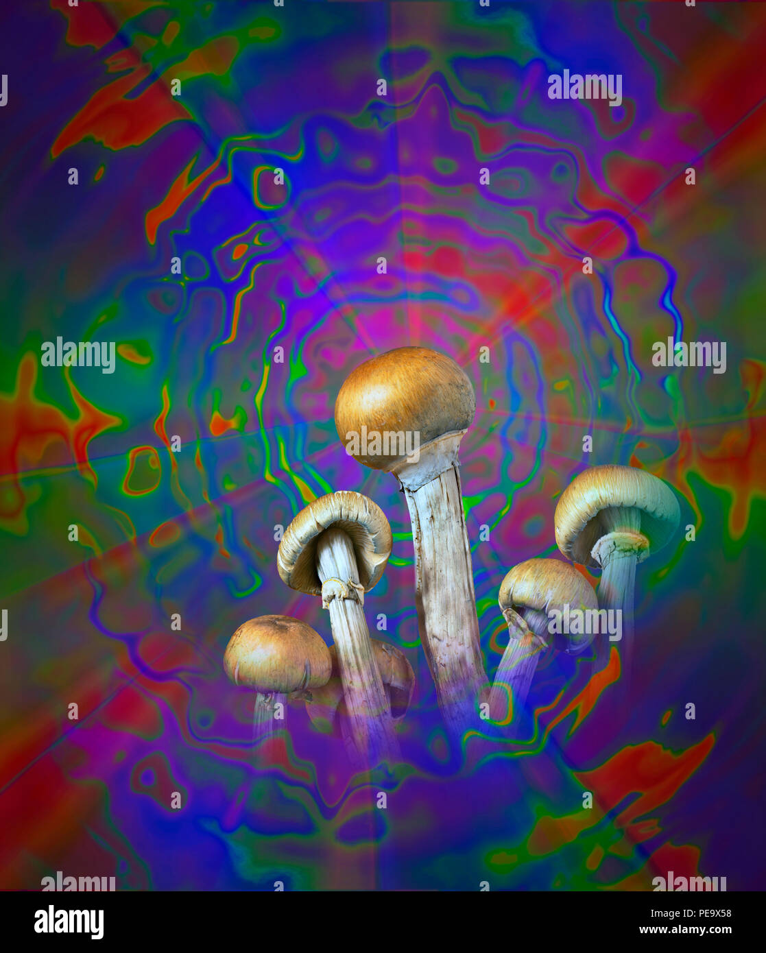 Una fotografia dei funghi magici (Psilocybe cubensis) montaged in una illustrazione di psichedelico. che rappresentano gli effetti allucinogeni di psilocibina Foto Stock