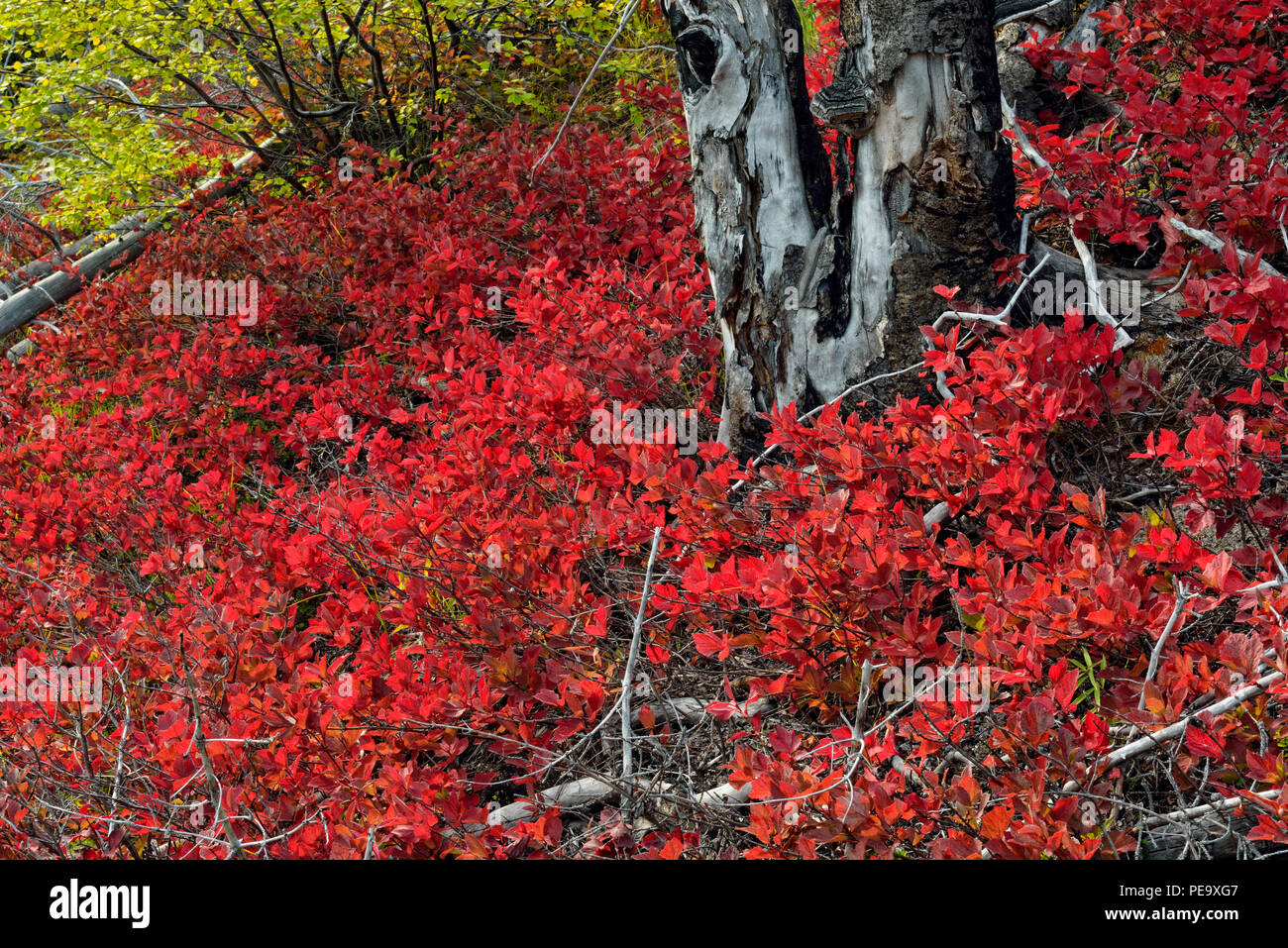 Uva Ursina (Arctostaphylos uva ursi-) fogliame autunnale Sambaa Deh cade parco territoriale, Northwest Territories, Canada Foto Stock