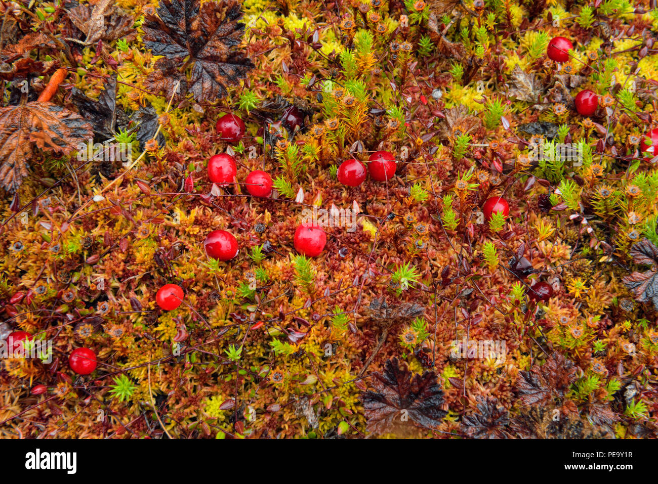 Barrenlands pianta Tundra comunità- Moss e bacche, Arctic Haven lodge sul lago Ennadai, Nunavut Territorio, Canada Foto Stock