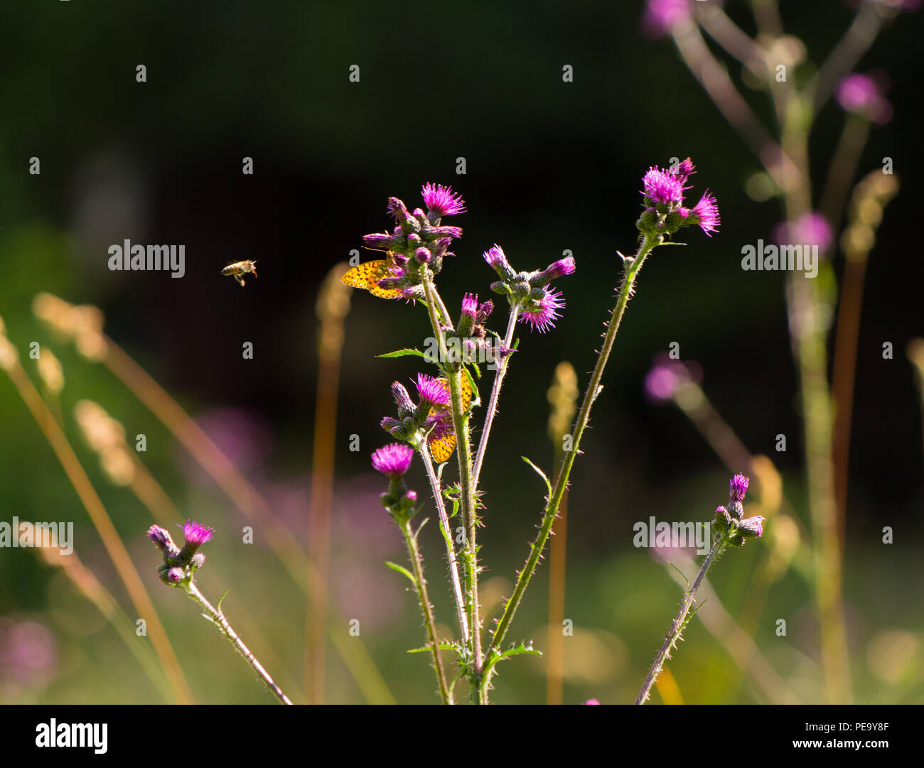 Aravis montagne in estate. Foto Stock