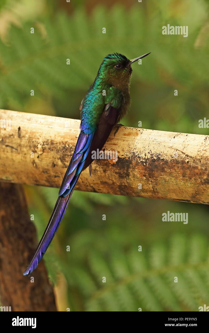 Viola-tailed Sylph (Aglaiocercus kingii) maschio adulto appollaiato sulla rampa di legno Vinicio birdwatcher House, Nono-Mindo Road, Ecuador Febbraio Foto Stock