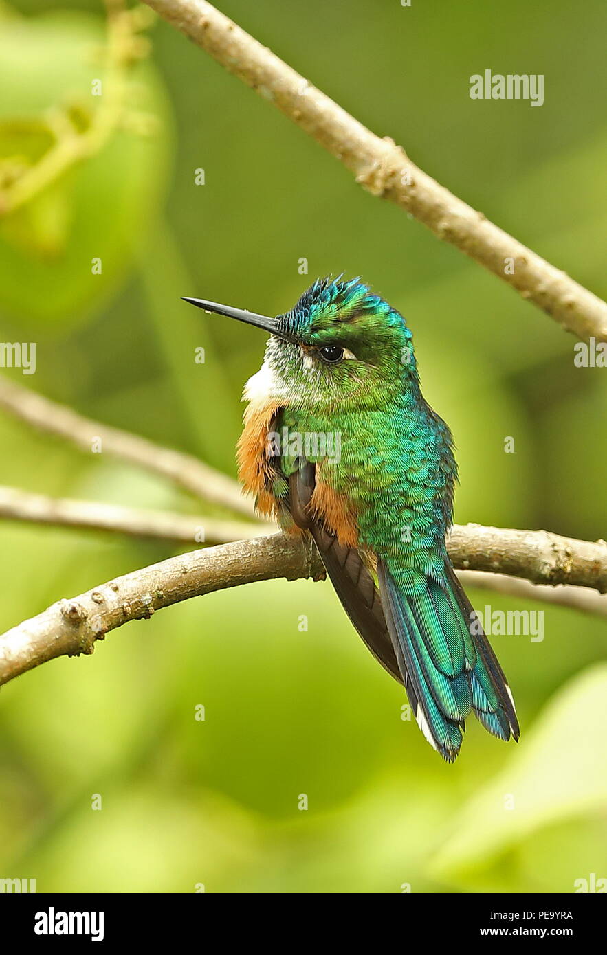 Viola-tailed Sylph (Aglaiocercus kingii) femmina adulta arroccato su ramoscello Nono-Mindo Road, Ecuador Febbraio Foto Stock