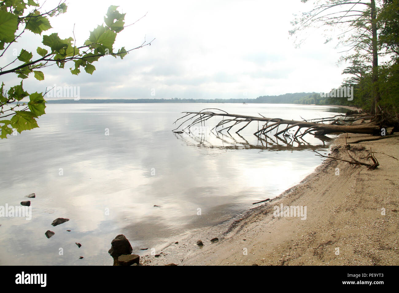 Paesaggio sulla riva del fiume James. Piantagione Chippokes parco statale, Virginia. Foto Stock