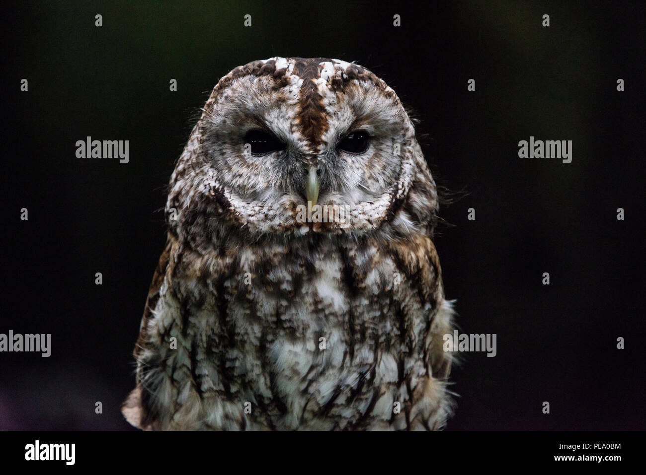 Un allocco (Strix aluco) presso il gufo scozzese Center Foto Stock