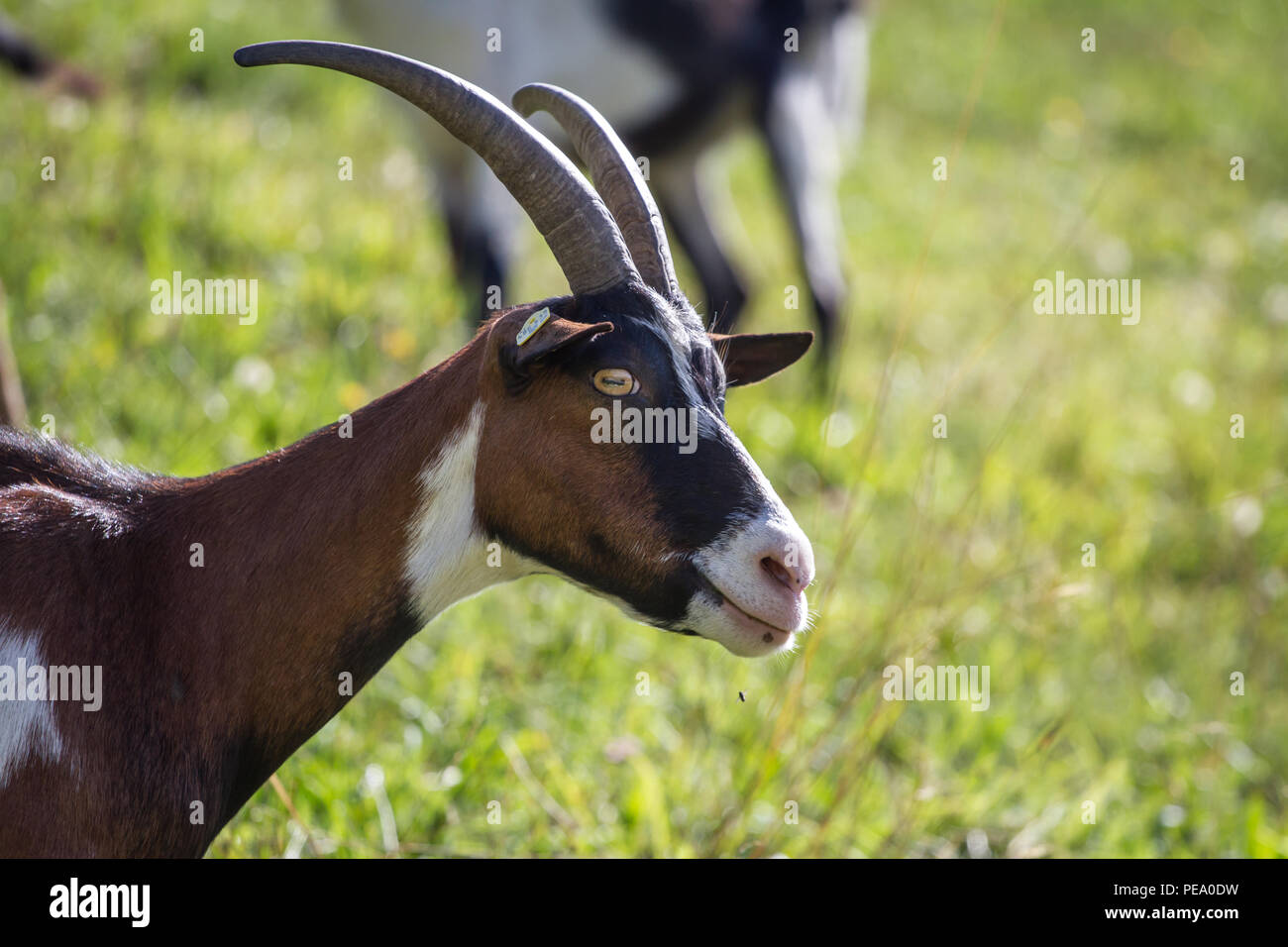 Tauernsheck capra, Tauernschecke (Capra aegagrus hircus) Foto Stock