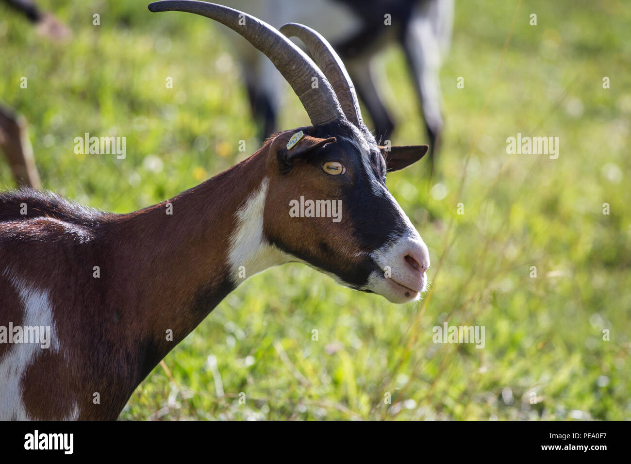 Tauernsheck capra, Tauernschecke (Capra aegagrus hircus) Foto Stock