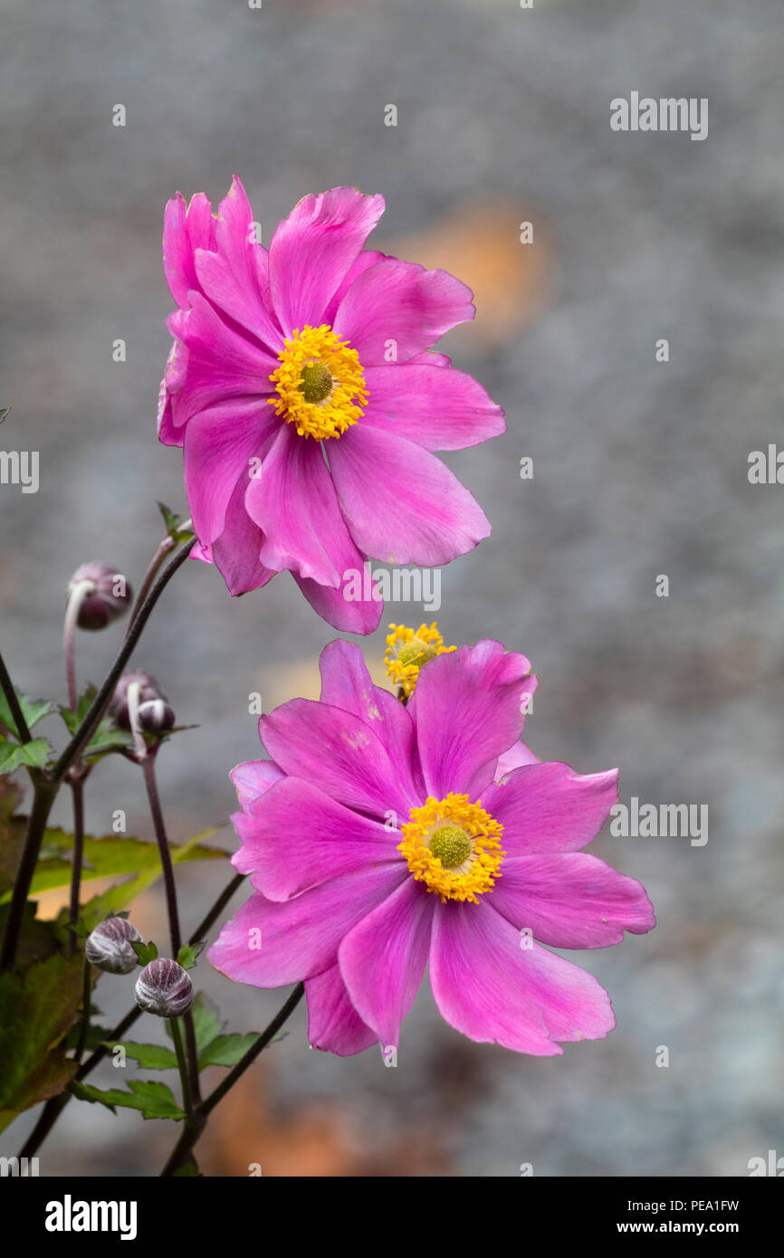 Tarda estate, semi doppi fiori rosa dell'ardito perenne anemone giapponese, Anemone x hybrida 'Serenade' Foto Stock