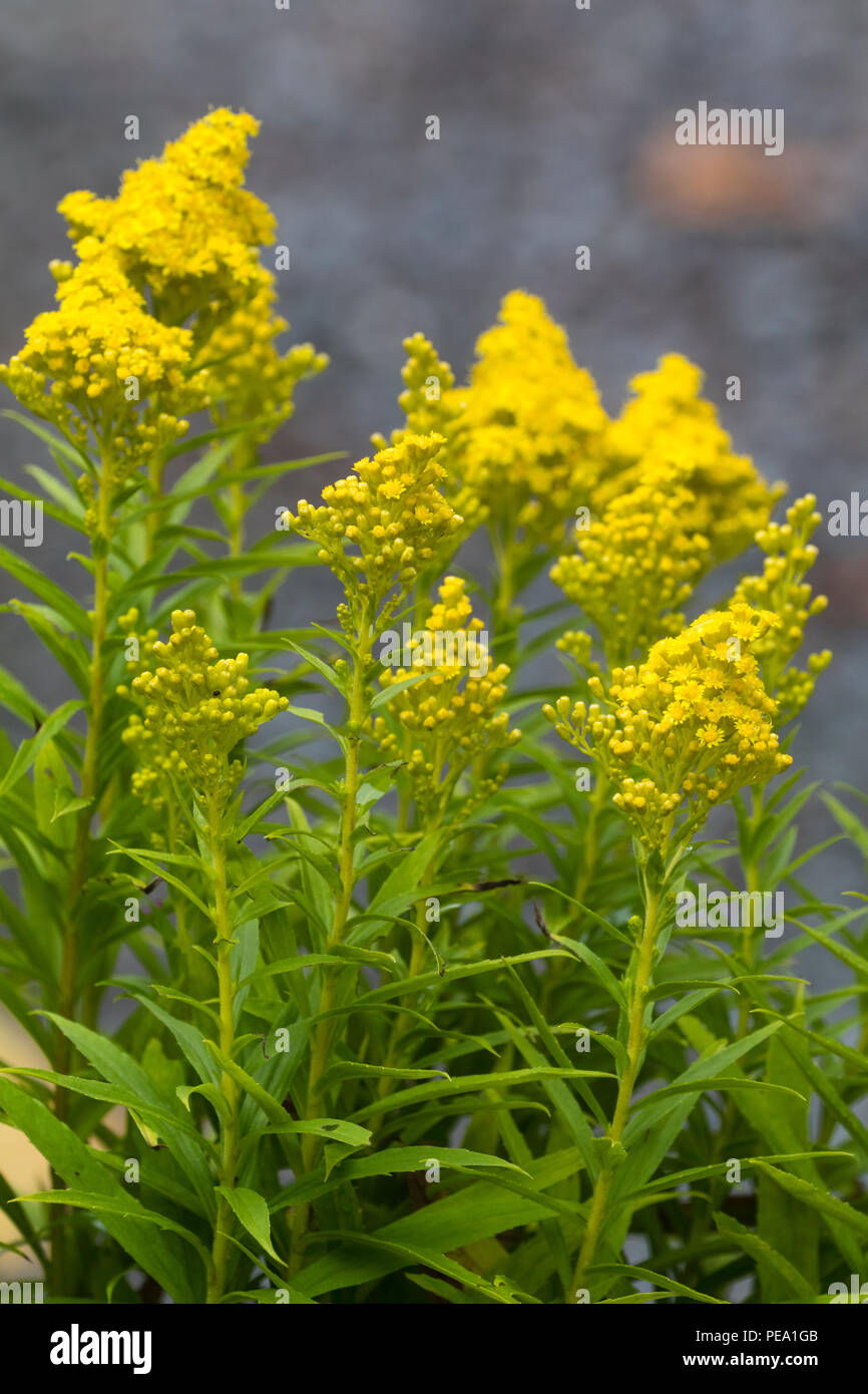 Fiori gialli in teste coniche della tarda estate fiore oro nana, Solidago 'po' di limone Foto Stock