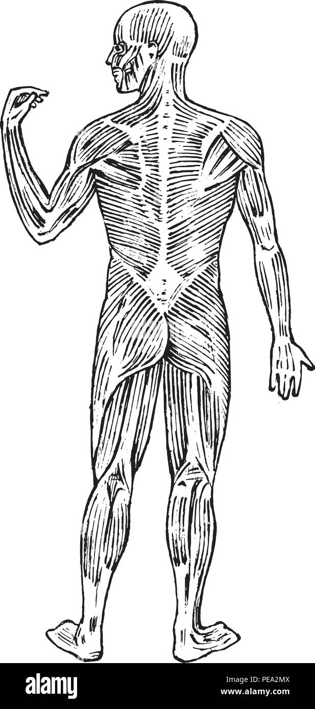 Anatomia umana. Muscolare e per il sistema osseo. Corpo maschio illustrazione vettoriale per la scienza e la medicina e biologia. La muscolatura e organi incisi disegnati a mano vecchia stampante monocromatica Vintage sketch. Vista posteriore. Illustrazione Vettoriale