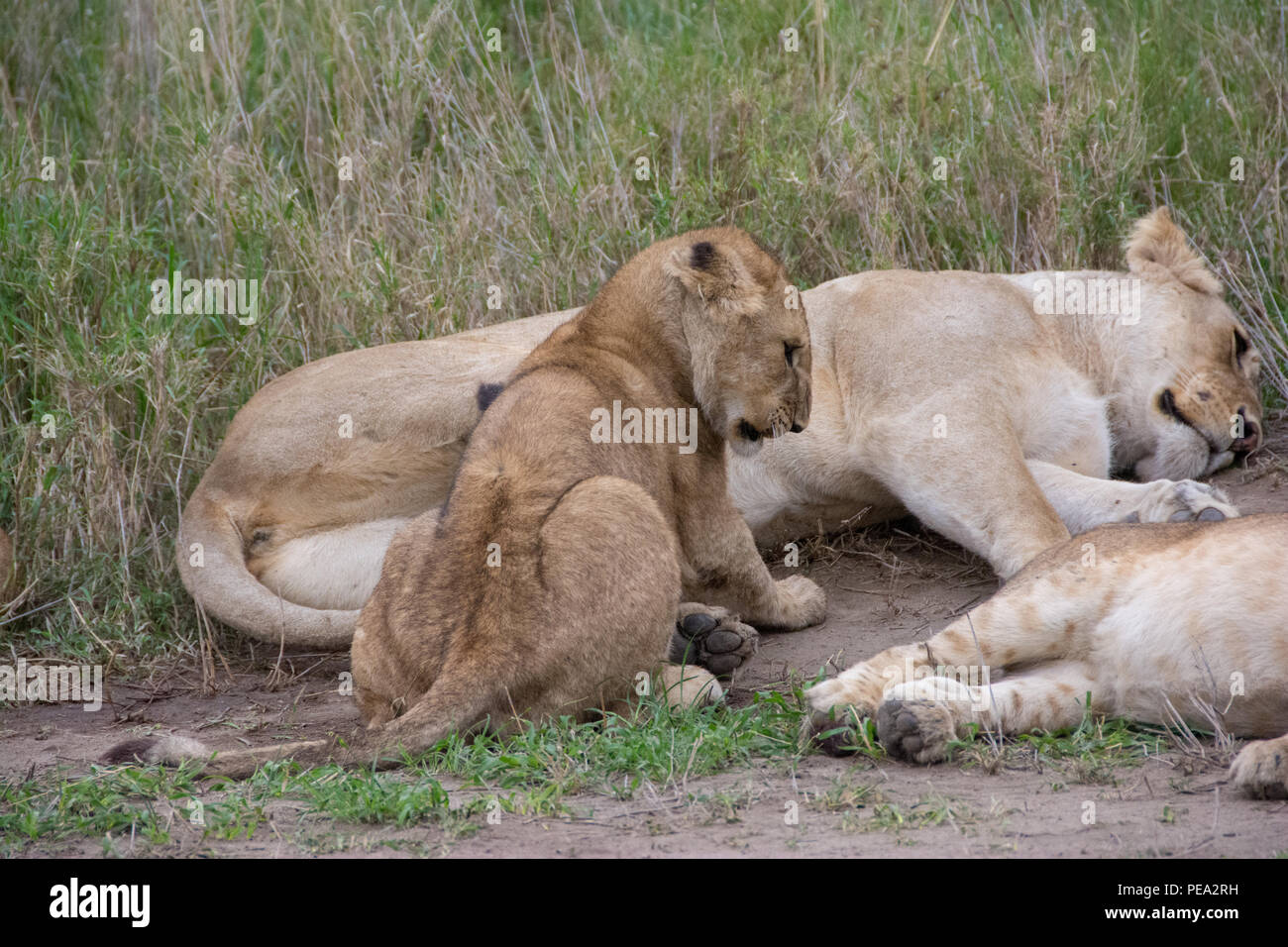 Un cub cercando preparati a schiacciare un pisolino accanto a sua madre Foto Stock
