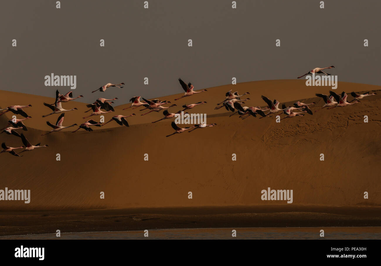 Fenicotteri rosa volando sopra la duna di sabbia, Walvis Bay, Namibia Foto Stock