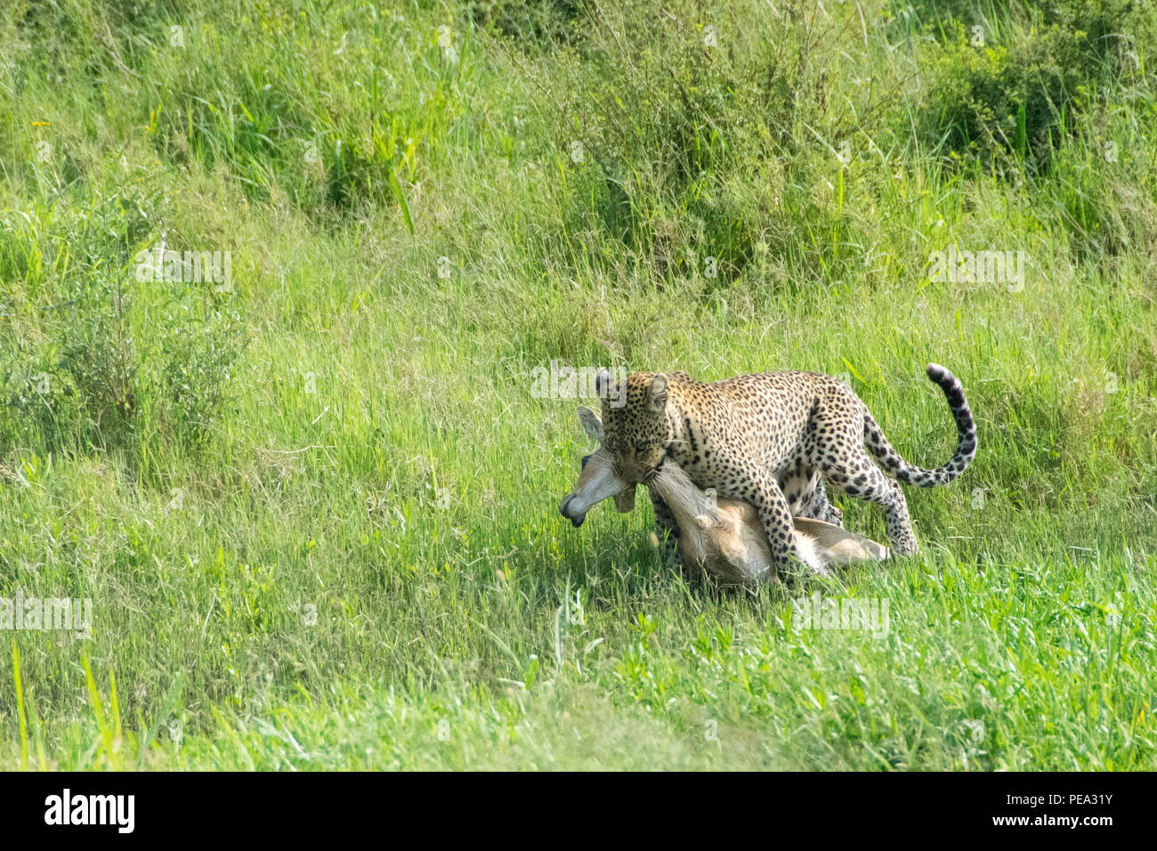 Un leopard prendendo il suo gazzella a un luogo confortevole per l'alimentazione su di esso. Foto Stock