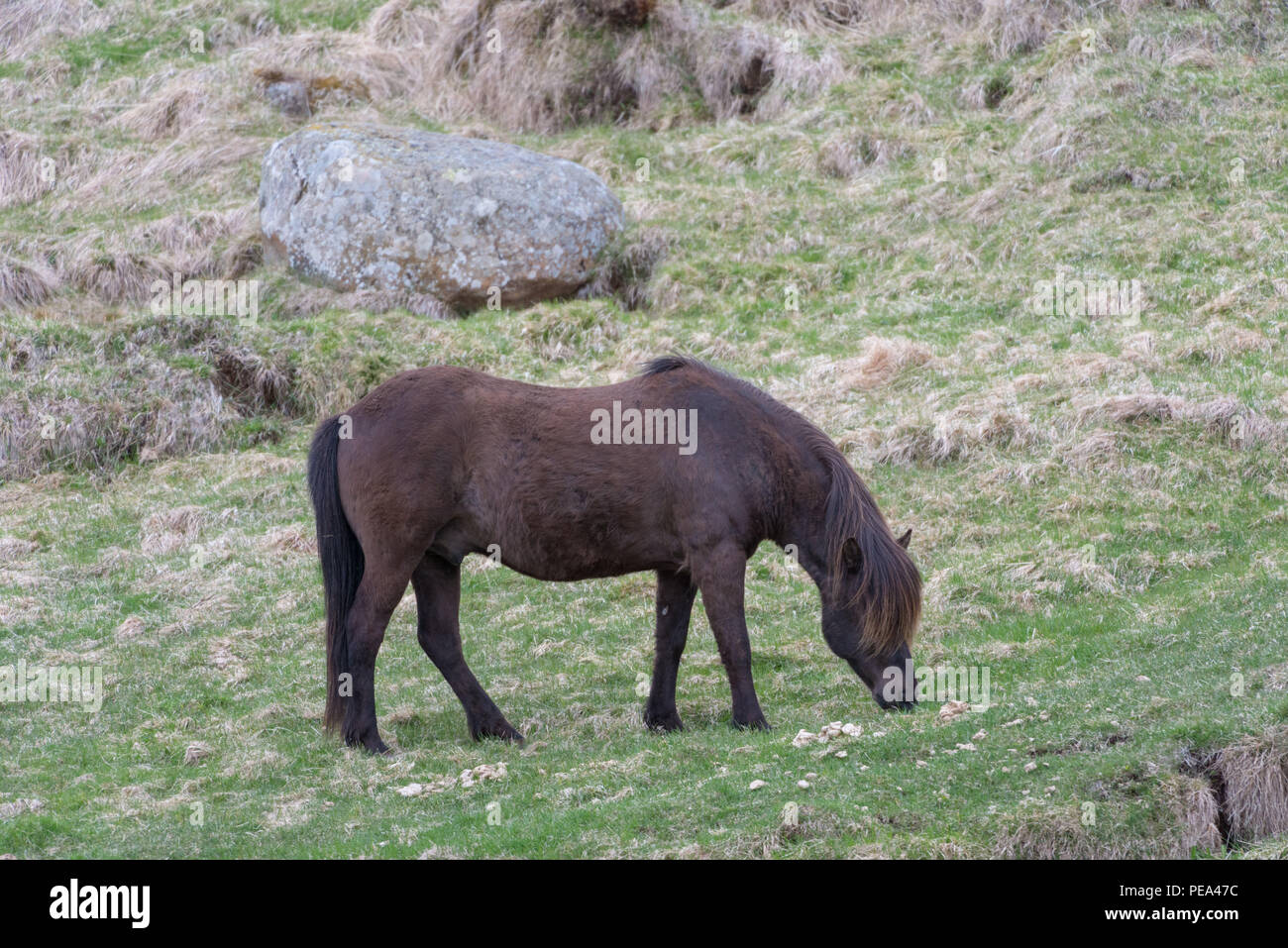 Vicino corso islandese, vista laterale, mangiare erba Foto Stock