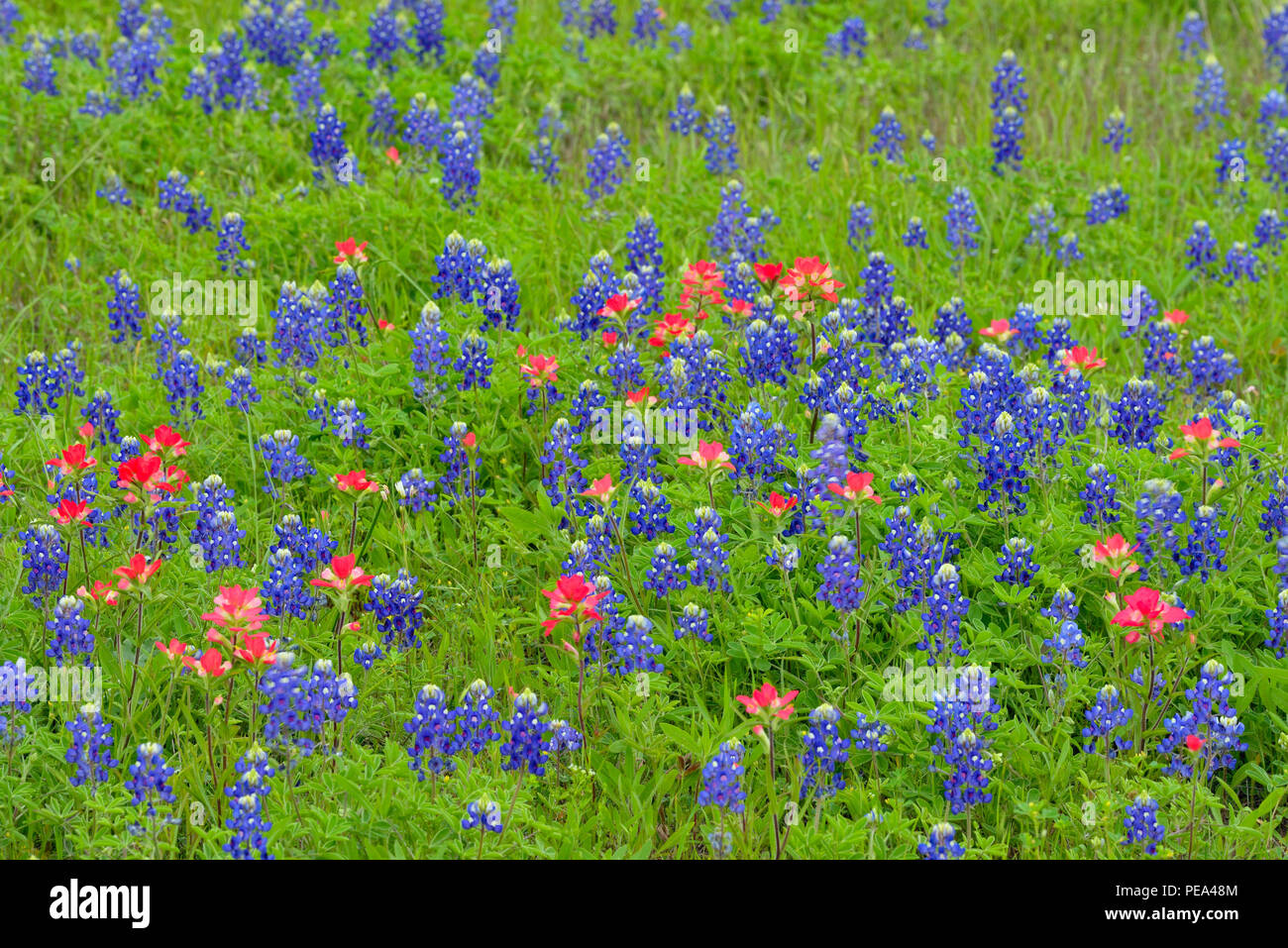 Un campo con la fioritura Texas bluebonnet (Lupinus subcarnosus) e Texas il pennello (Castilleja indivisa), Seguin, Texas, Stati Uniti d'America Foto Stock