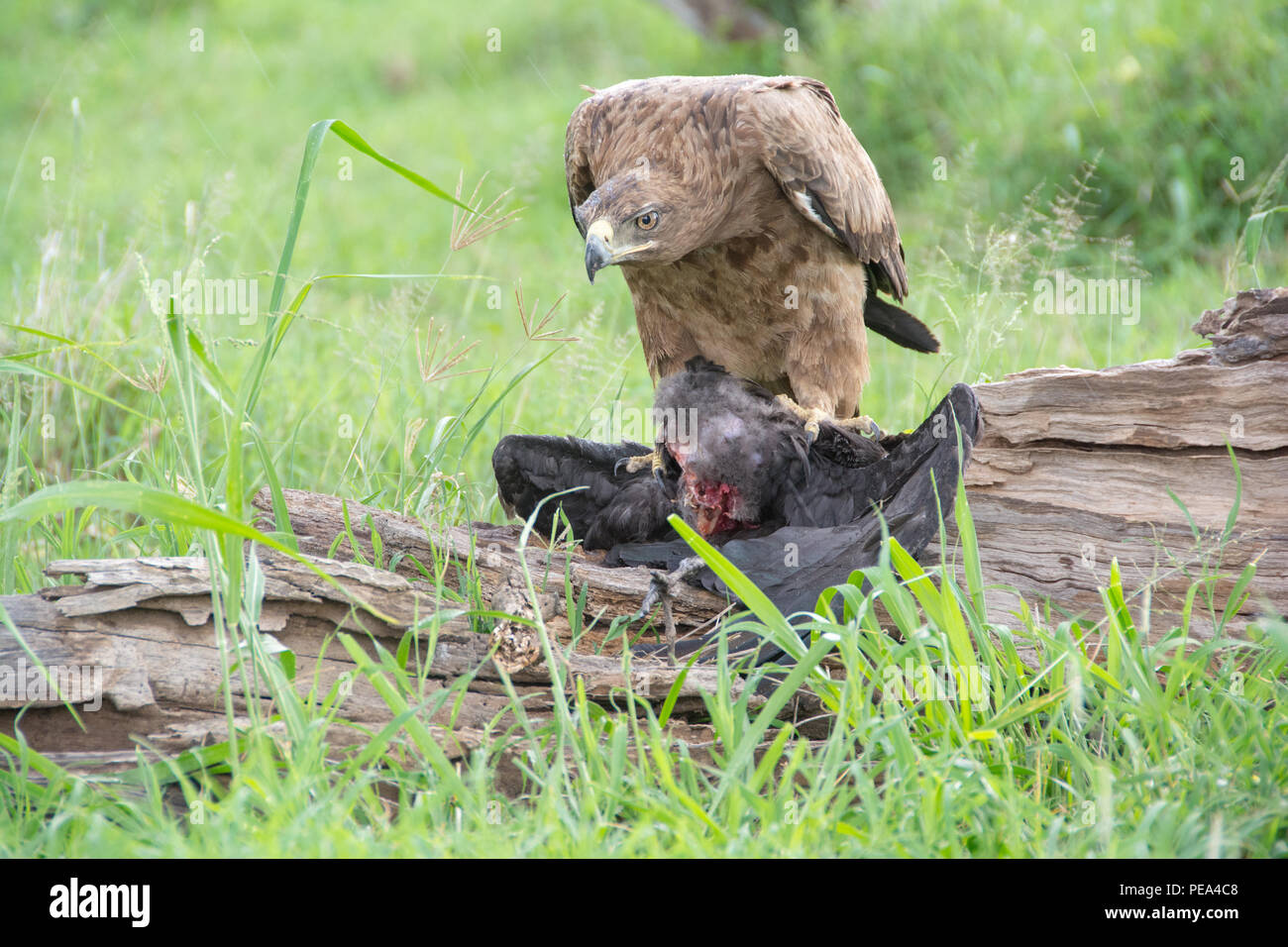 Un africano aquila coronata alimentazione su un altro uccello nel Parco Nazionale del Serengeti, Tanzania. Foto Stock