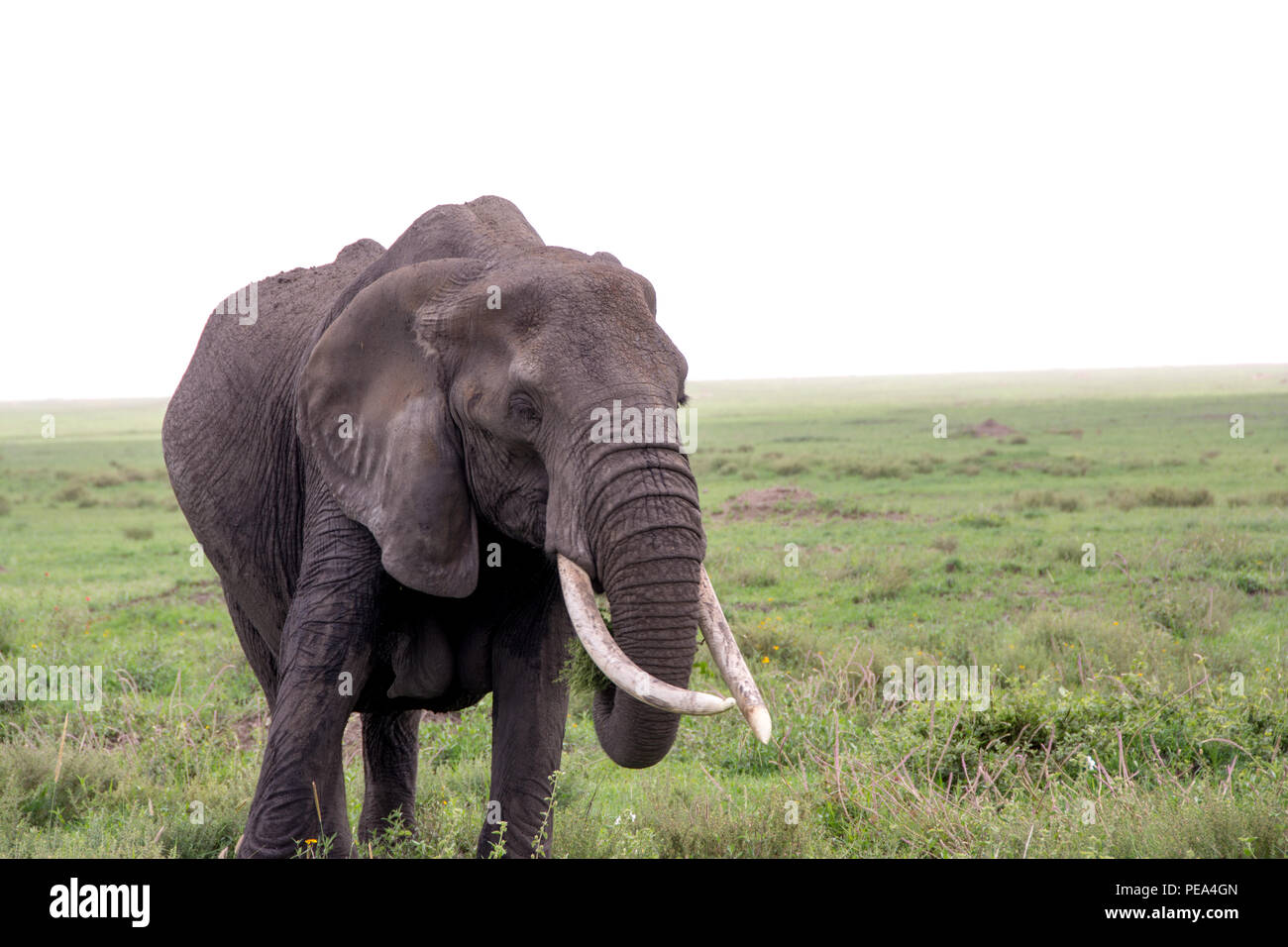 Una femmina di elefante in alimentazione le pianure del Serengeti National Park, Tanzania. Foto Stock