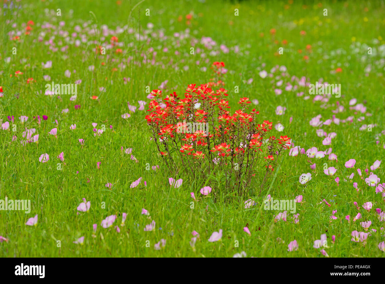 Texas paintbrush (Castilleja indivisa), Bastrop County, Texas, Stati Uniti d'America Foto Stock