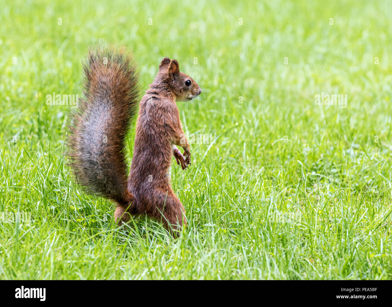 Scoiattolo rosso con pelliccia e coda soffice in piedi in erba verde Foto Stock