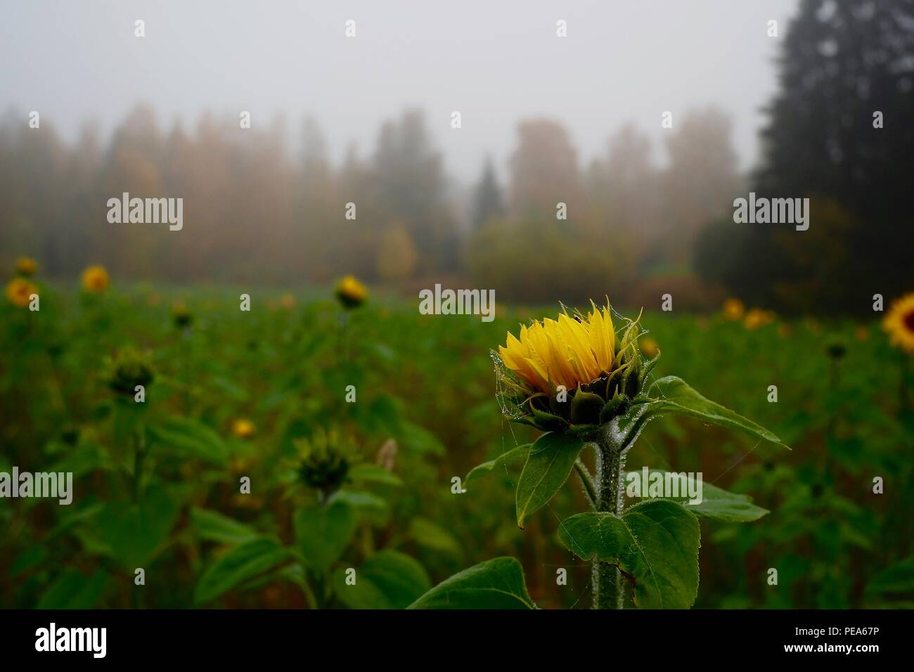 Girasole in erba nella nebbiosa mattina di settembre Foto Stock