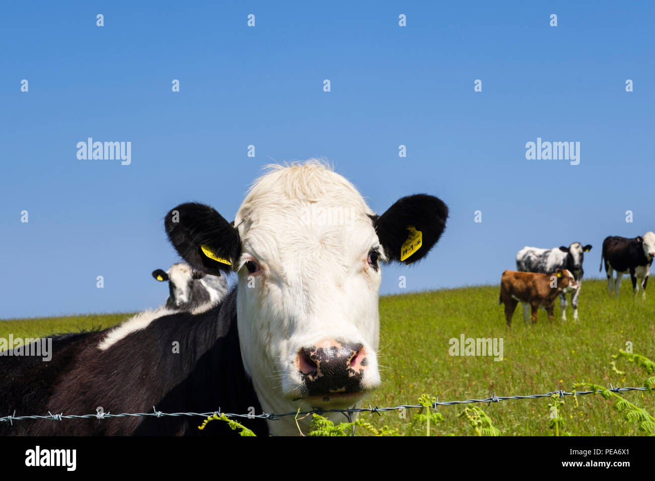 Curioso in bianco e nero Freisian mucca in un campo di vacche da latte guardando sopra un recinto di filo spinato. Isola di Anglesey, Galles, Regno Unito, Gran Bretagna Foto Stock