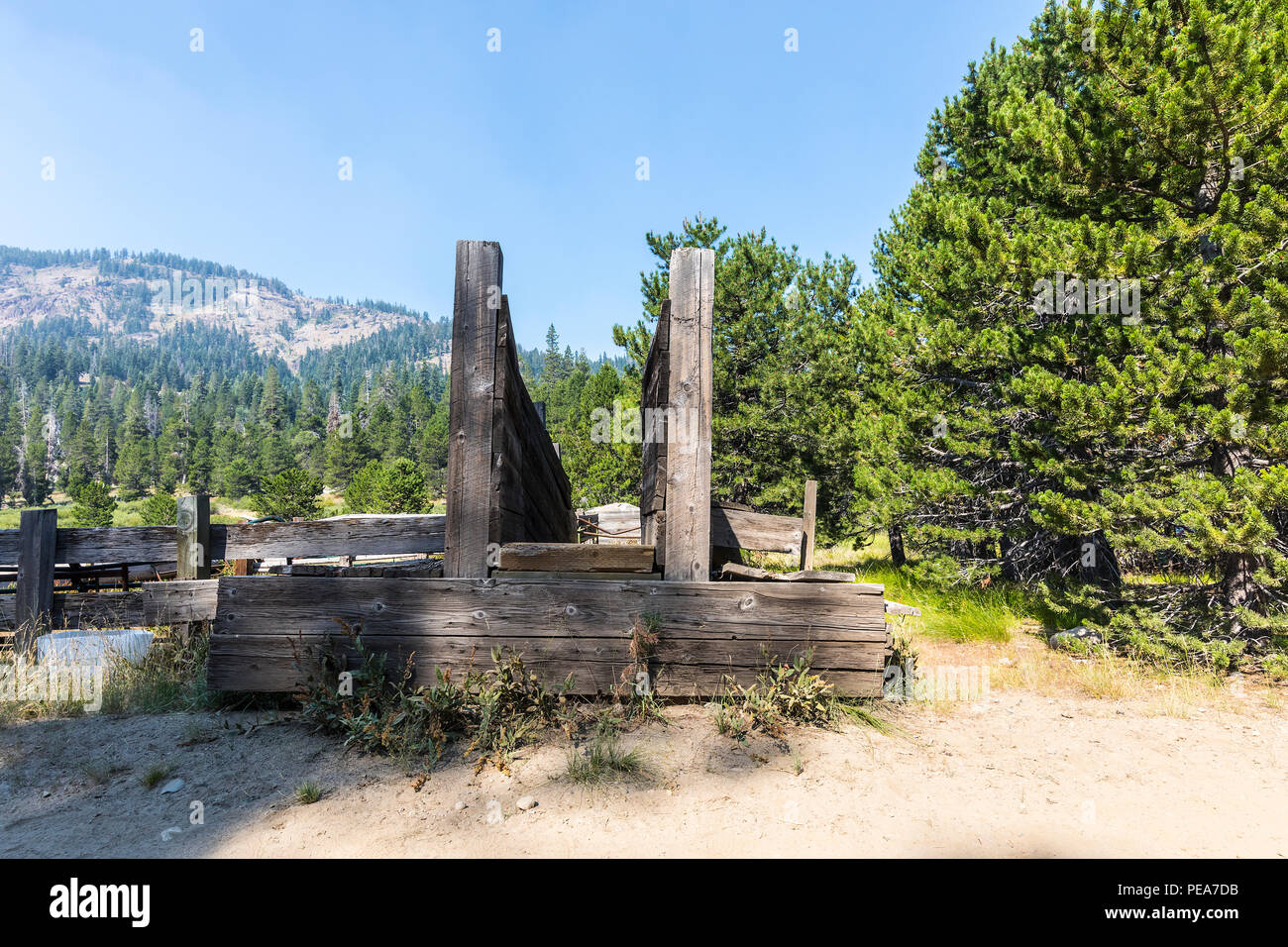 Uno scivolo di bestiame per i bovini di gamma ad Eagle prato in Stanislao foresta nazionale di californiano Sierra Nevada Foto Stock